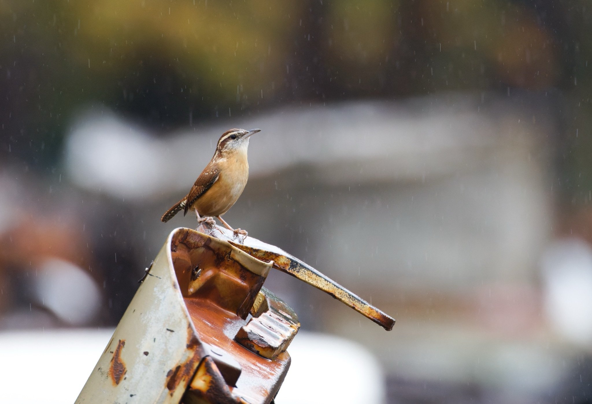 Texas 2023 - 005.jpg