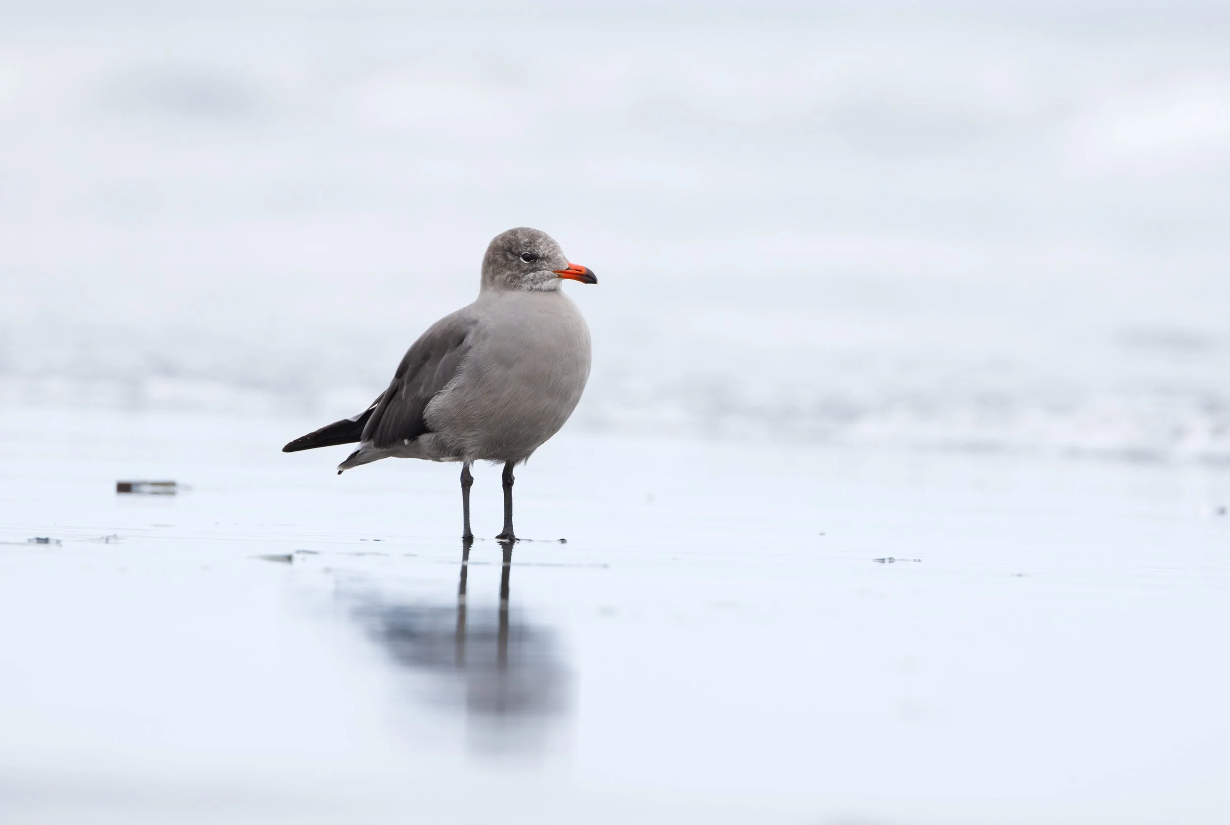 Ocean 2024 - 043.jpg