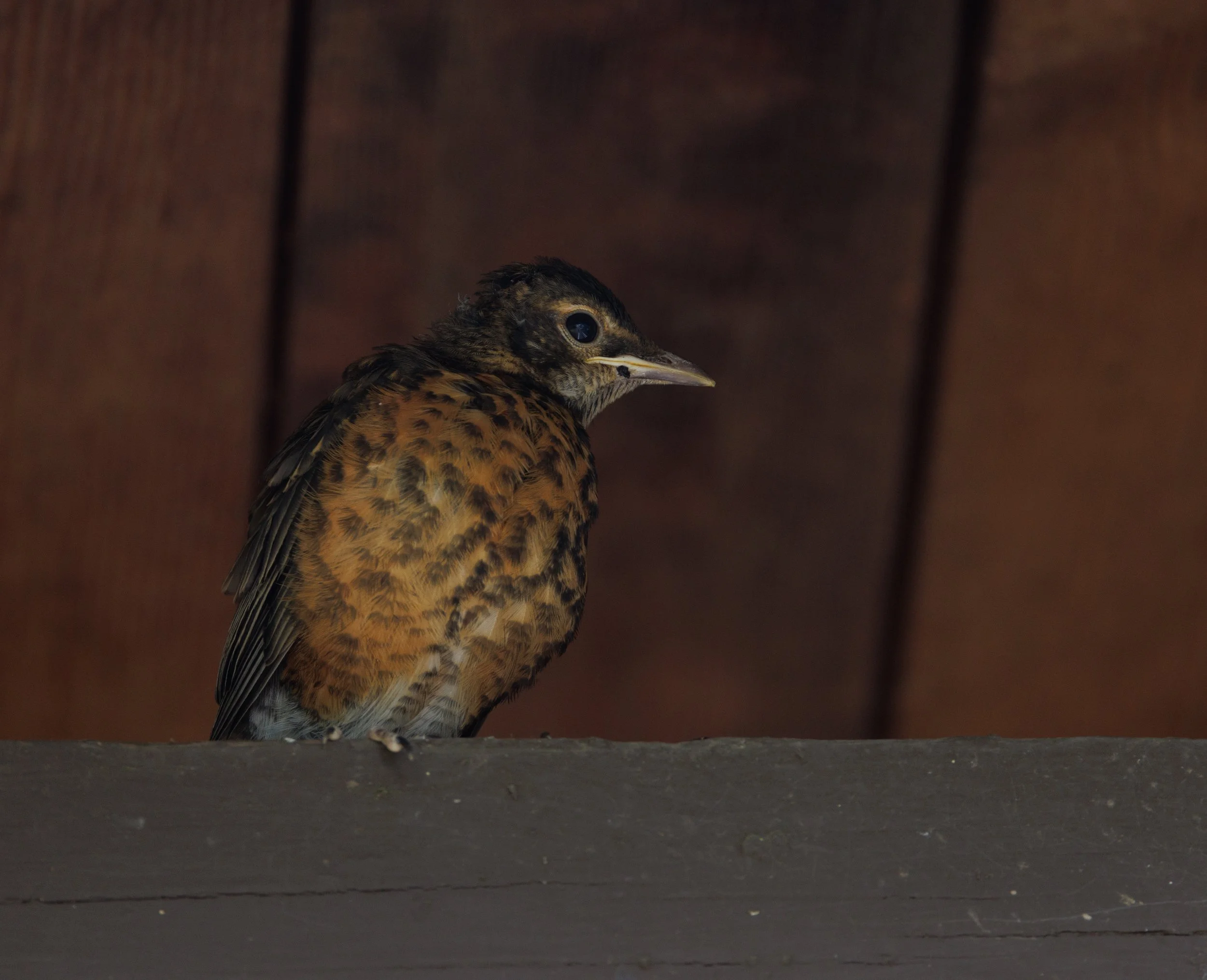 Fourth of July 2025 - 022.jpg