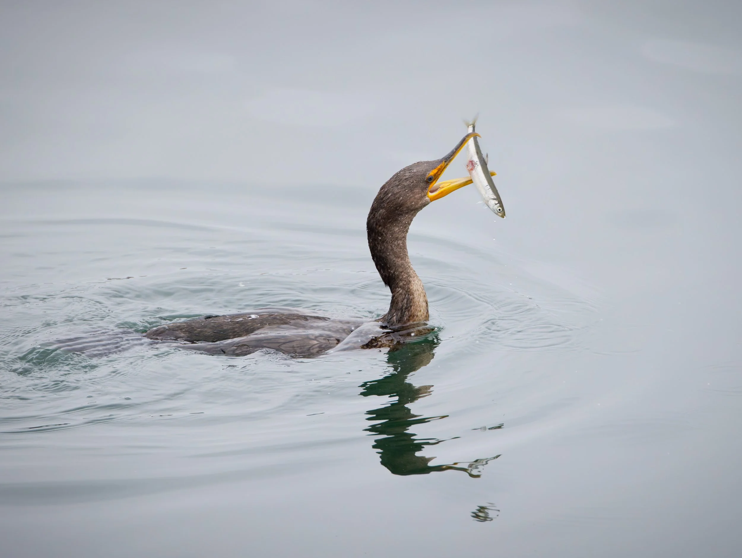 Ocean 2024 - 041.jpg