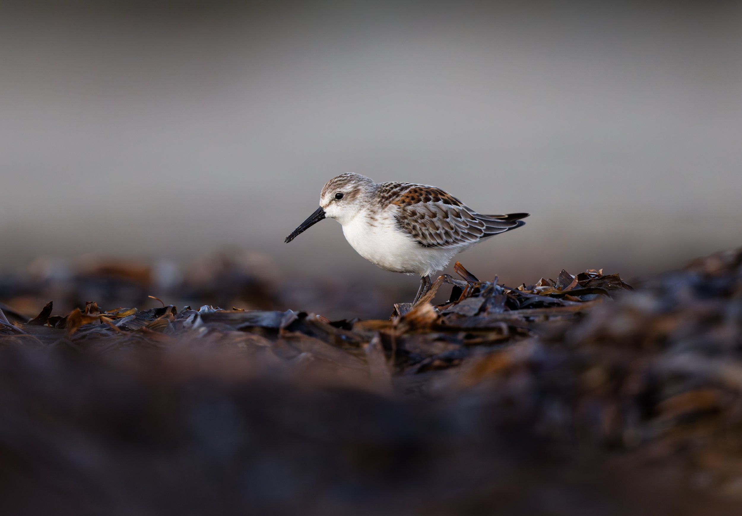 Ocean 2025 - 066.jpg