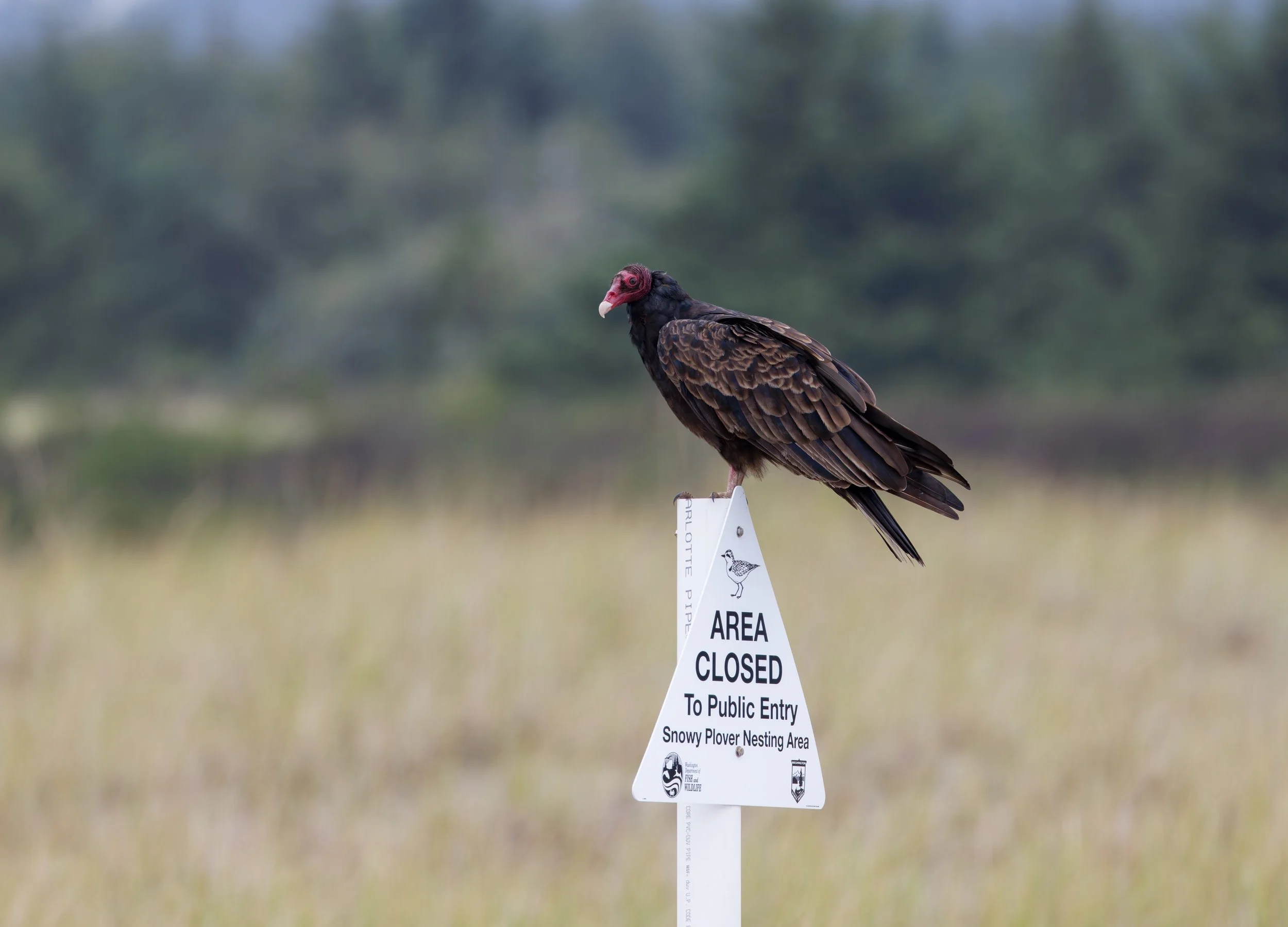 Ocean 2025 - 043.jpg