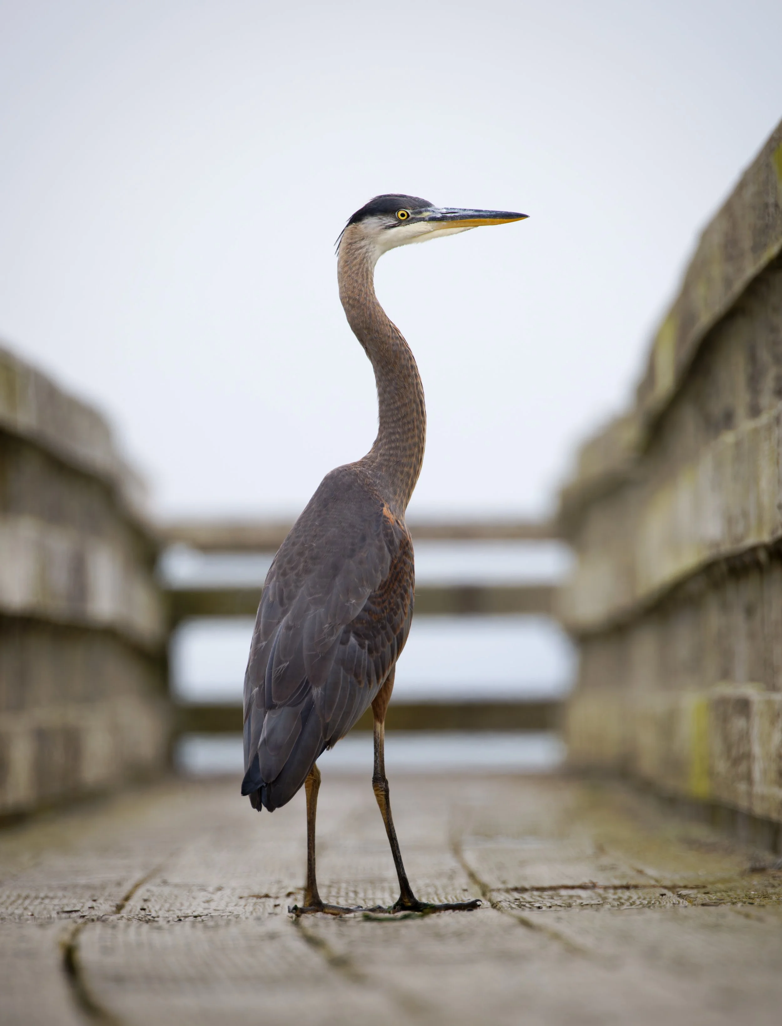 Ocean 2025 - 100.jpg