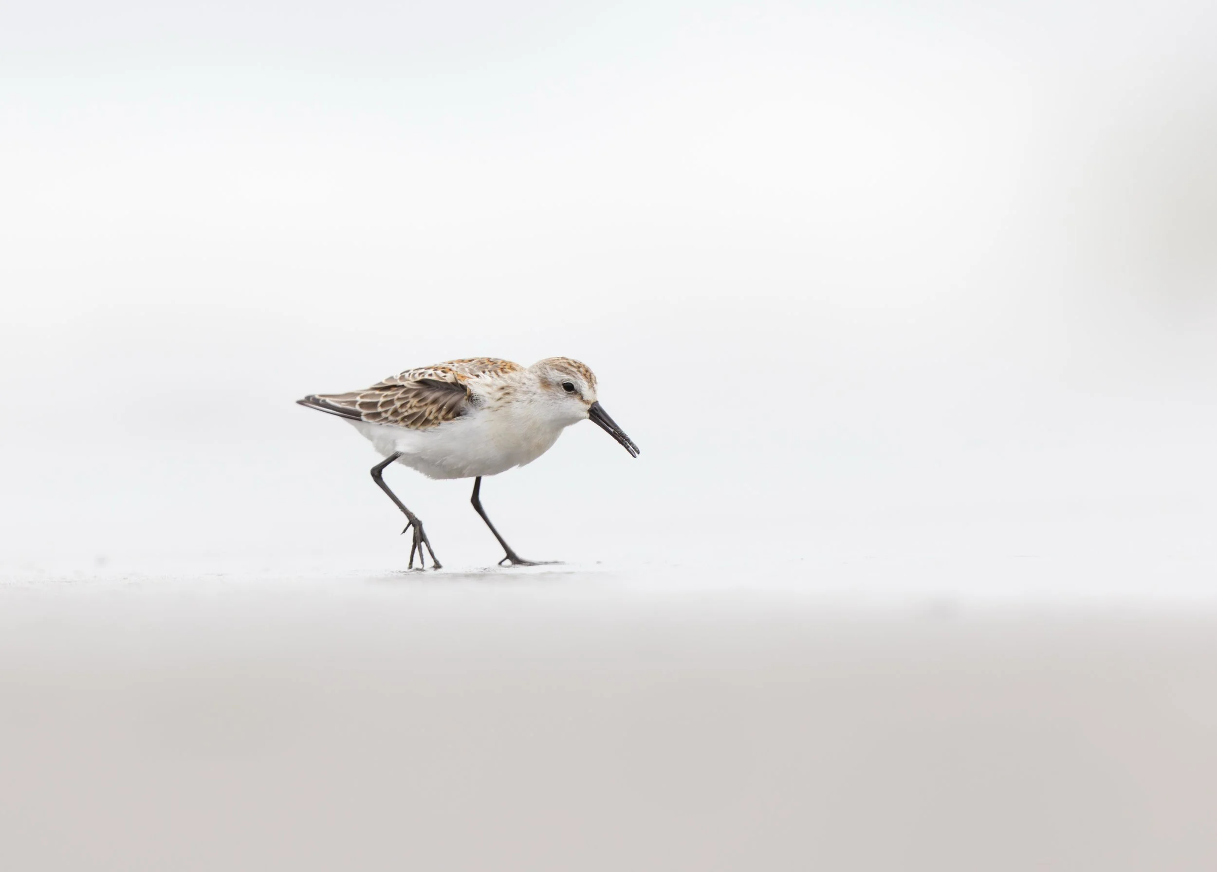 Ocean 2025 - 075.jpg