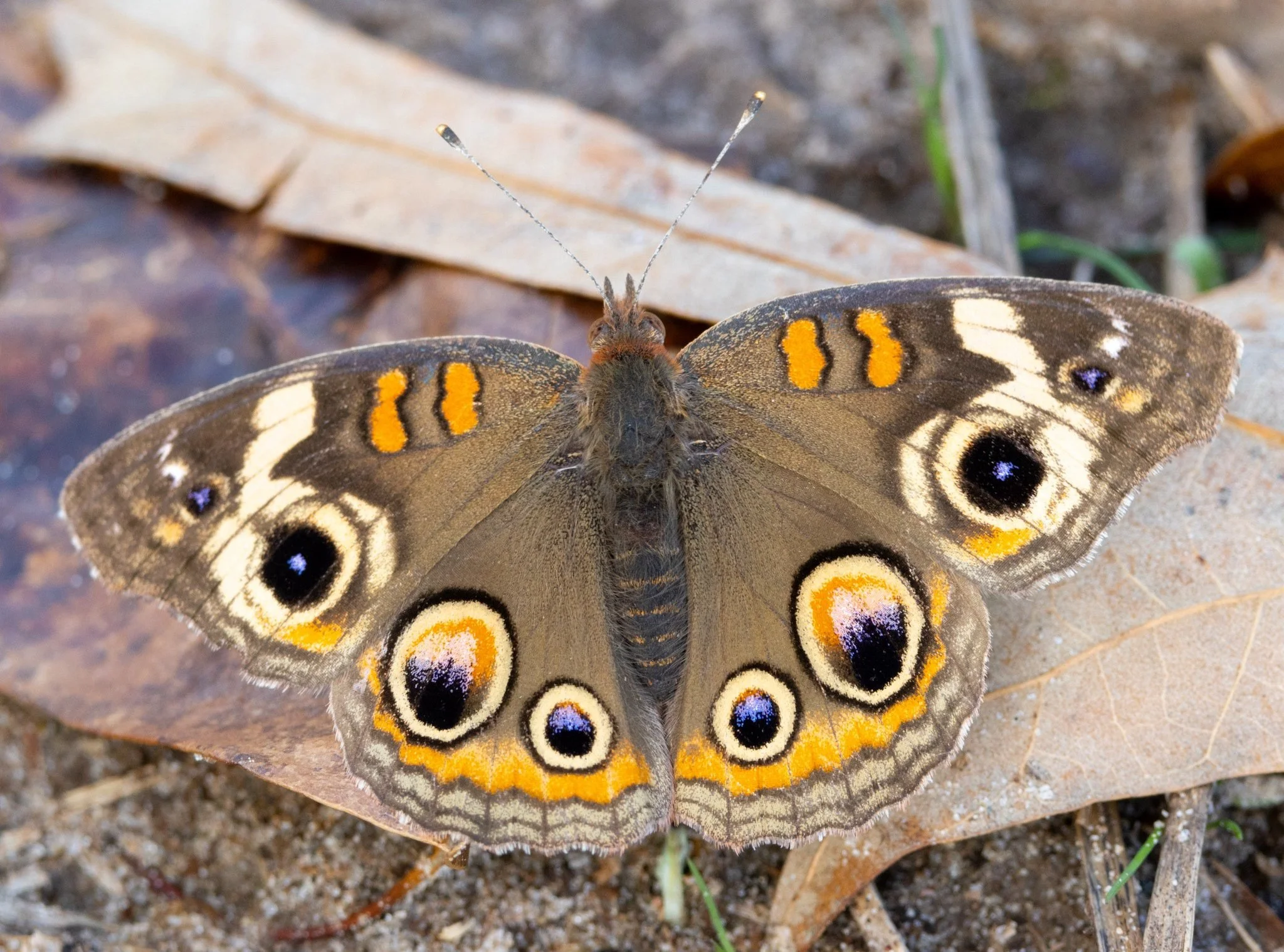 Texas 2023 - 044.jpg