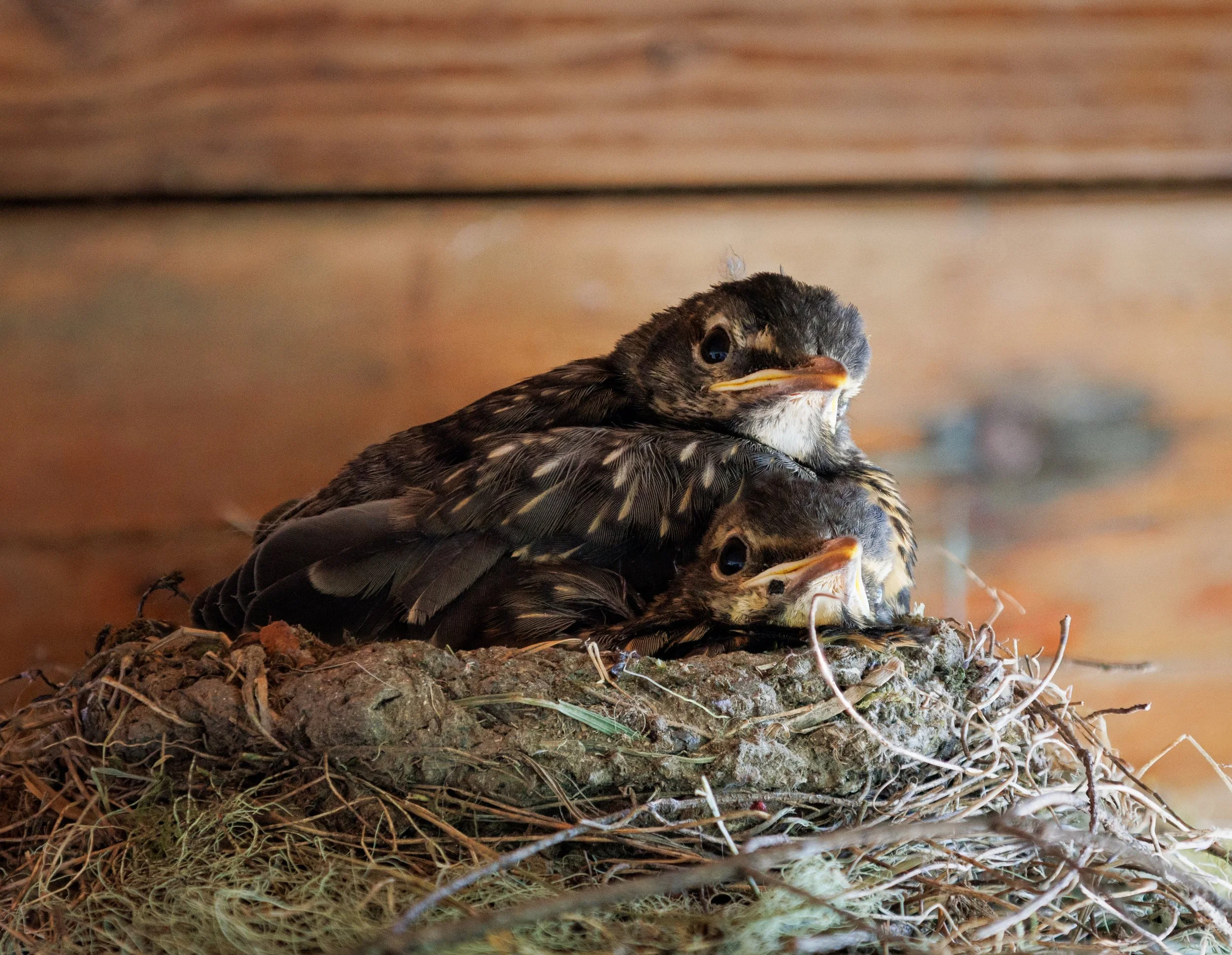 Fourth of July 2025 - 004.jpg