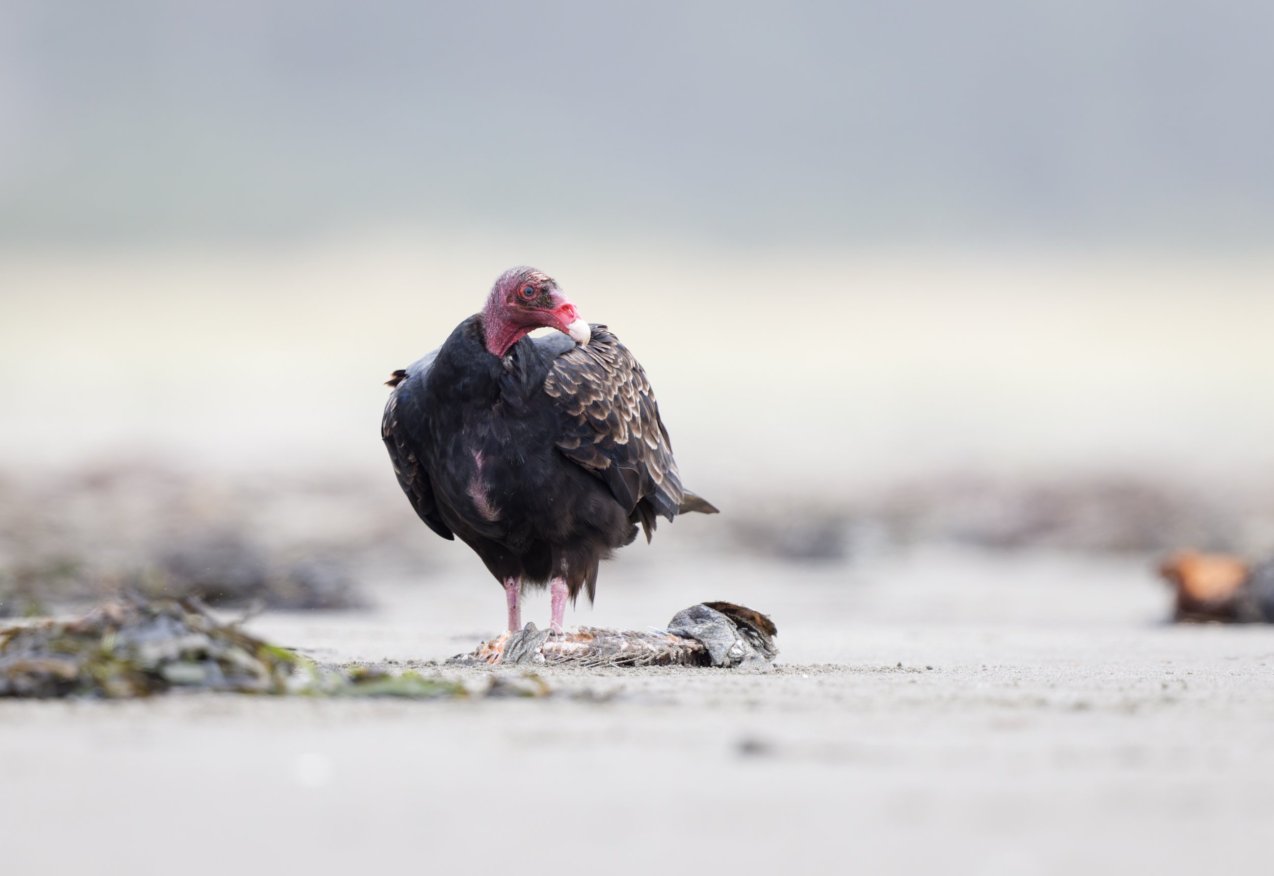 Ocean 2025 - 077.jpg