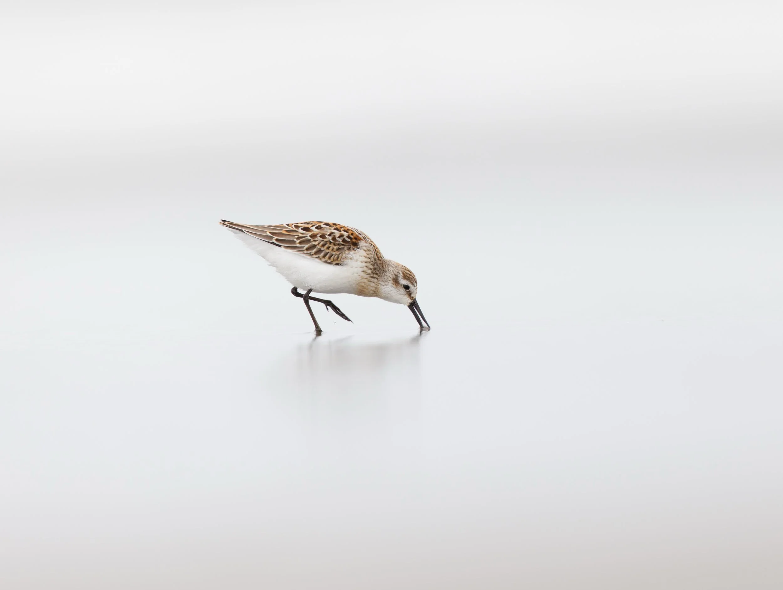 Ocean 2025 - 079.jpg