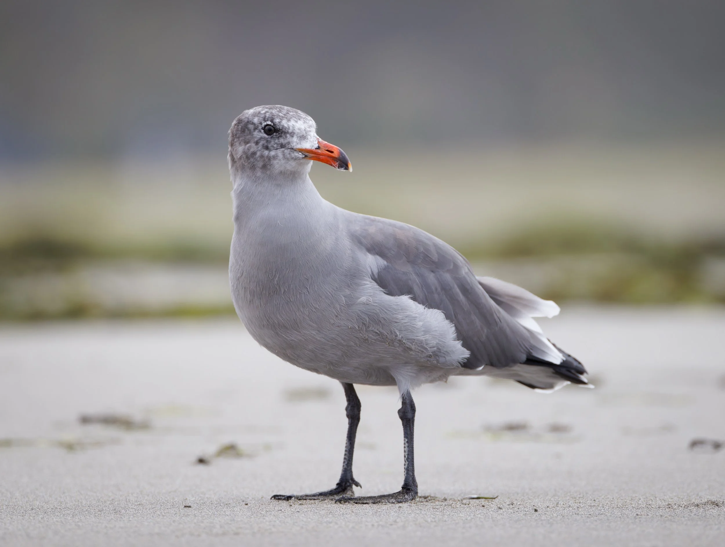 Ocean 2024 - 009.jpg