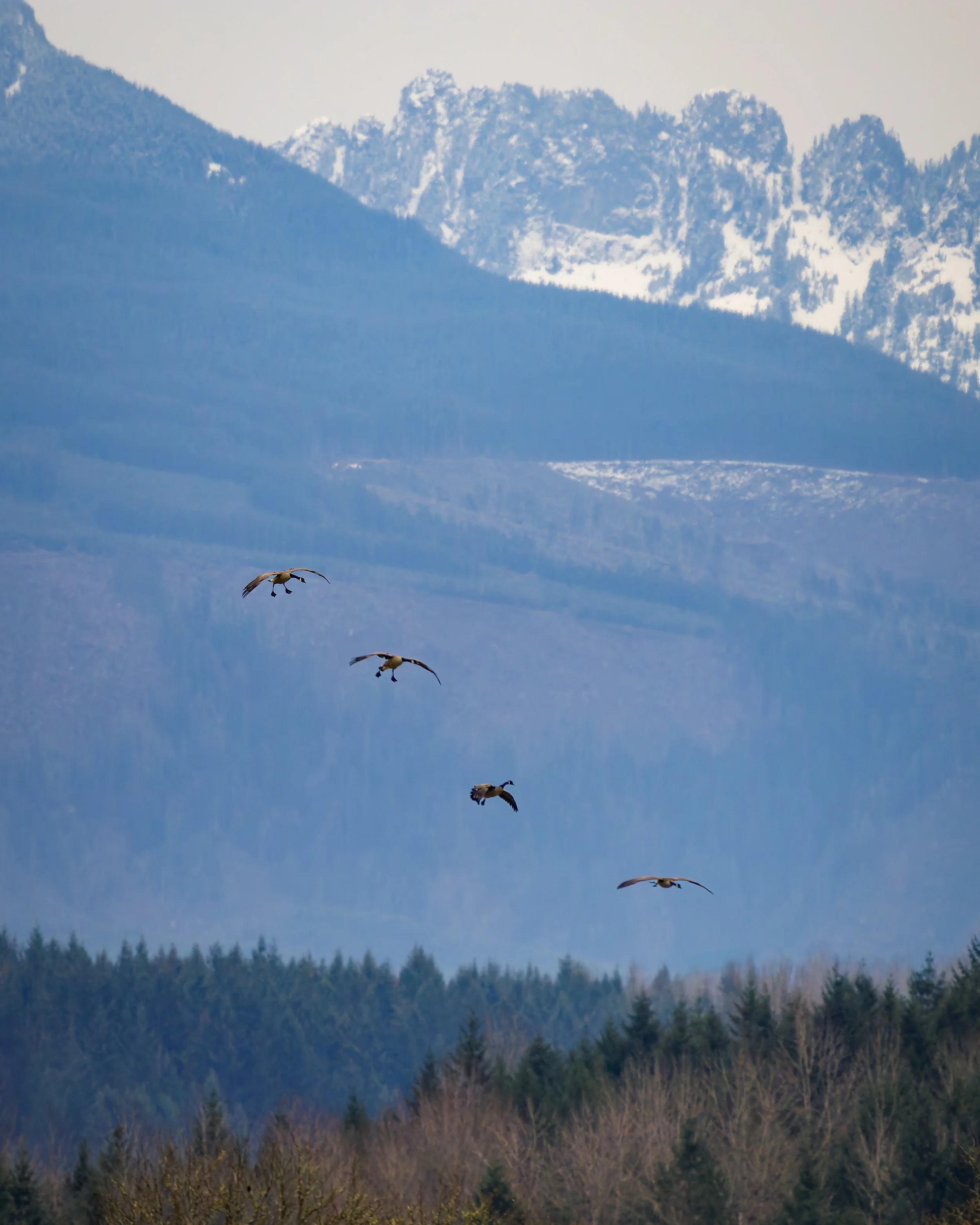 IMG_9181-cr3-DxO_DeepPRIME XD2-Edit.jpg