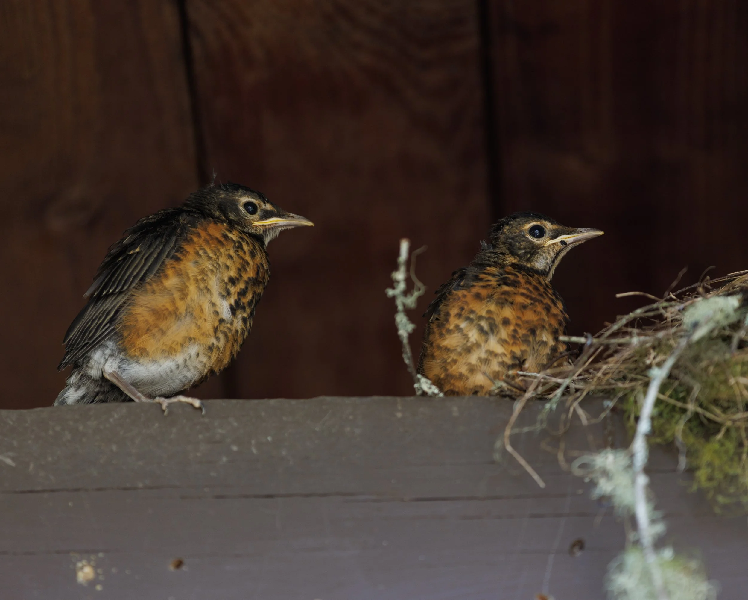 Fourth of July 2025 - 012.jpg