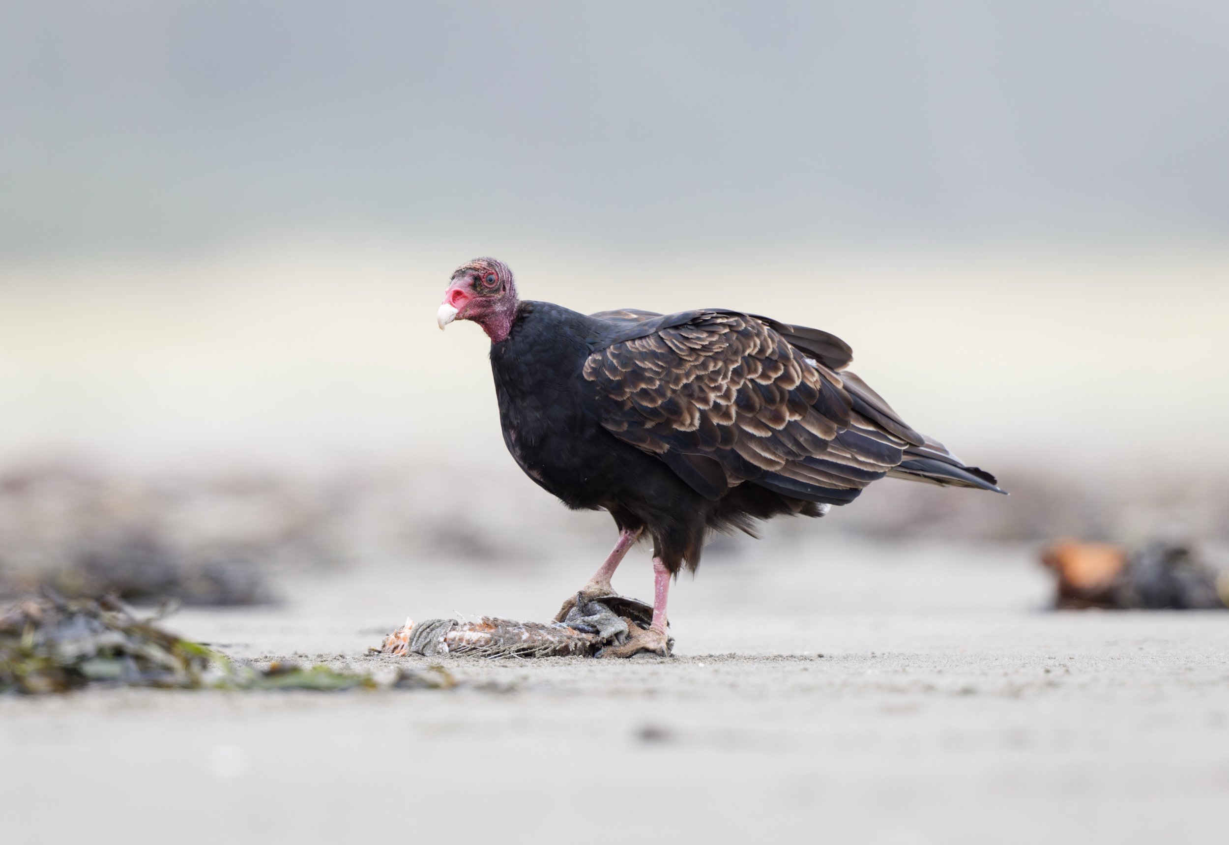 Ocean 2025 - 076.jpg