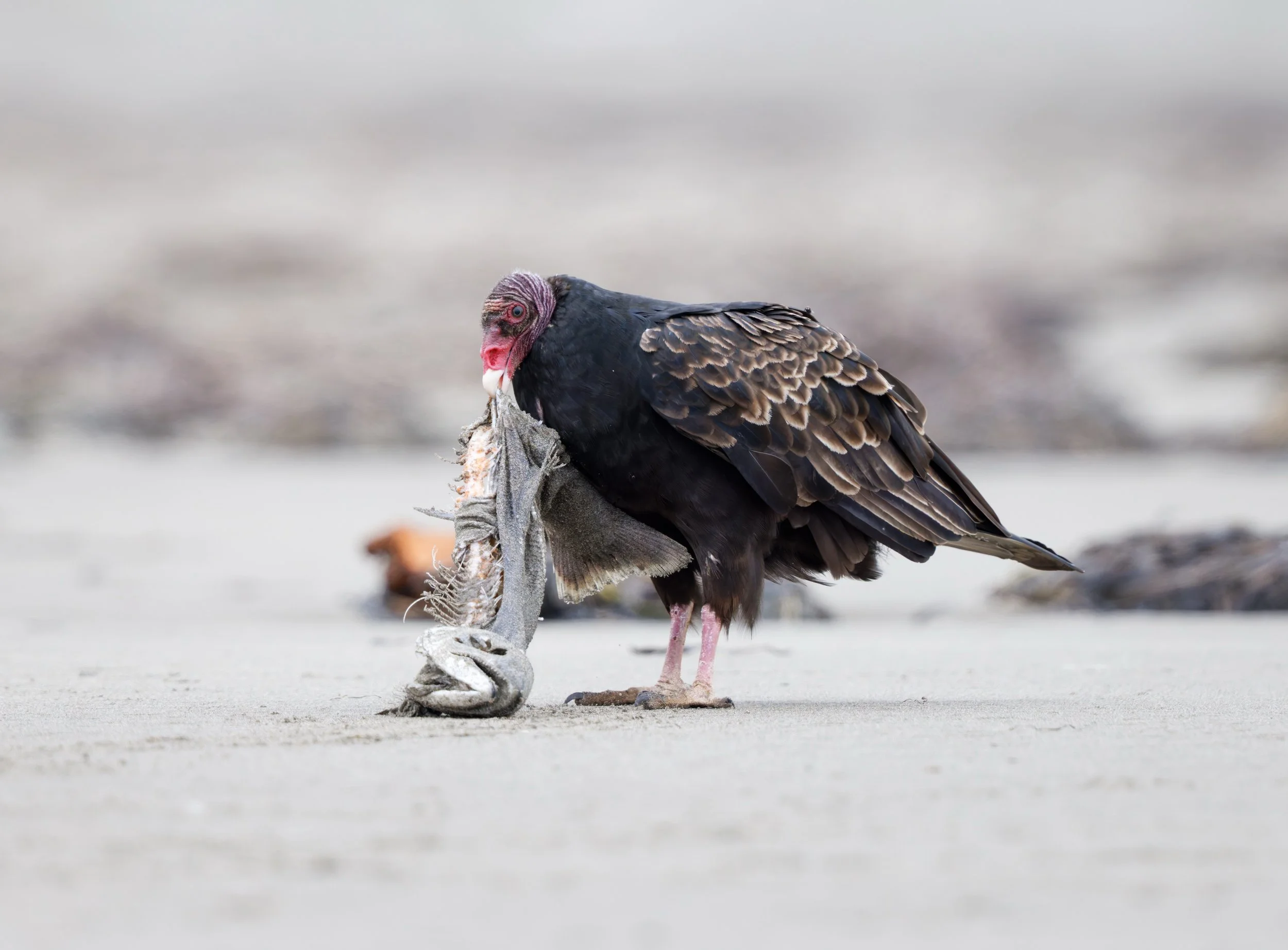 Ocean 2025 - 078.jpg