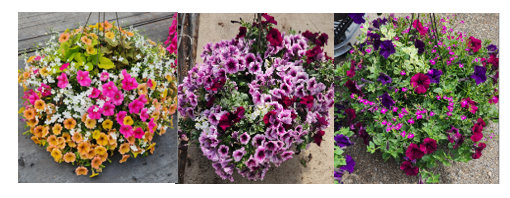 KCA Annual Flower Basket Sale