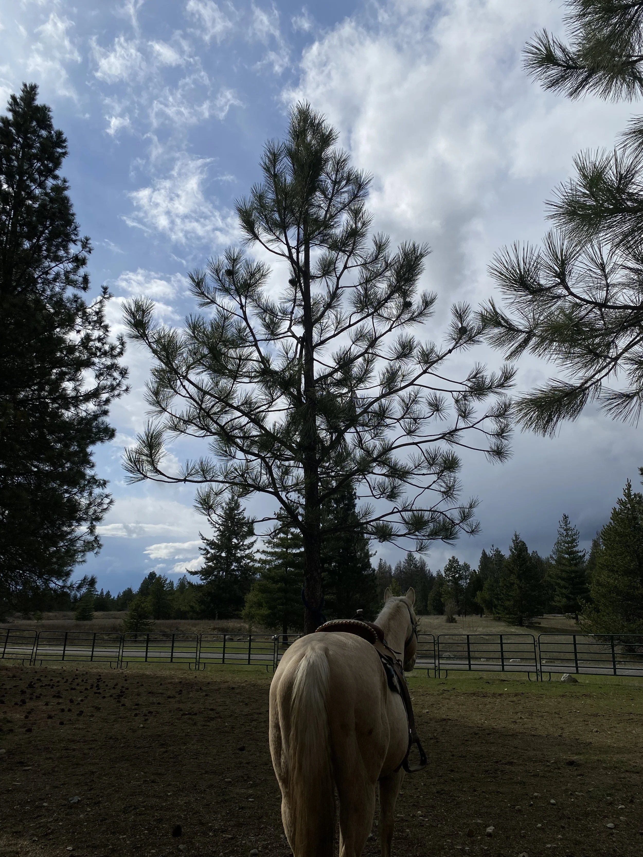 Photo Apr 12 2025, 3 35 28 PM.jpg