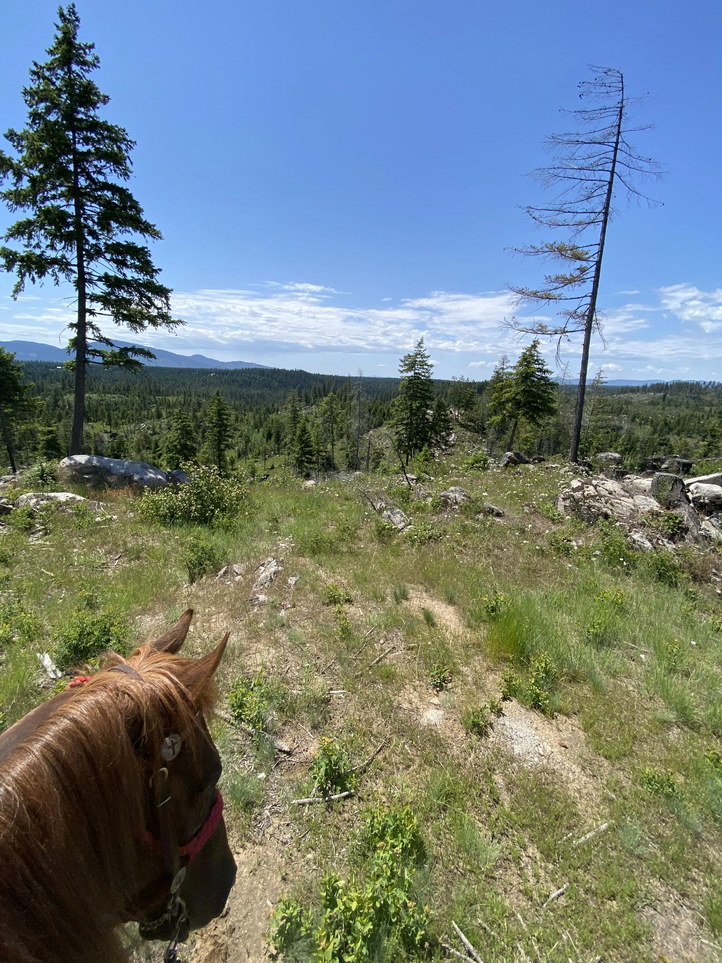 Photo Jun 04 2025, 12 00 01 PM.jpg