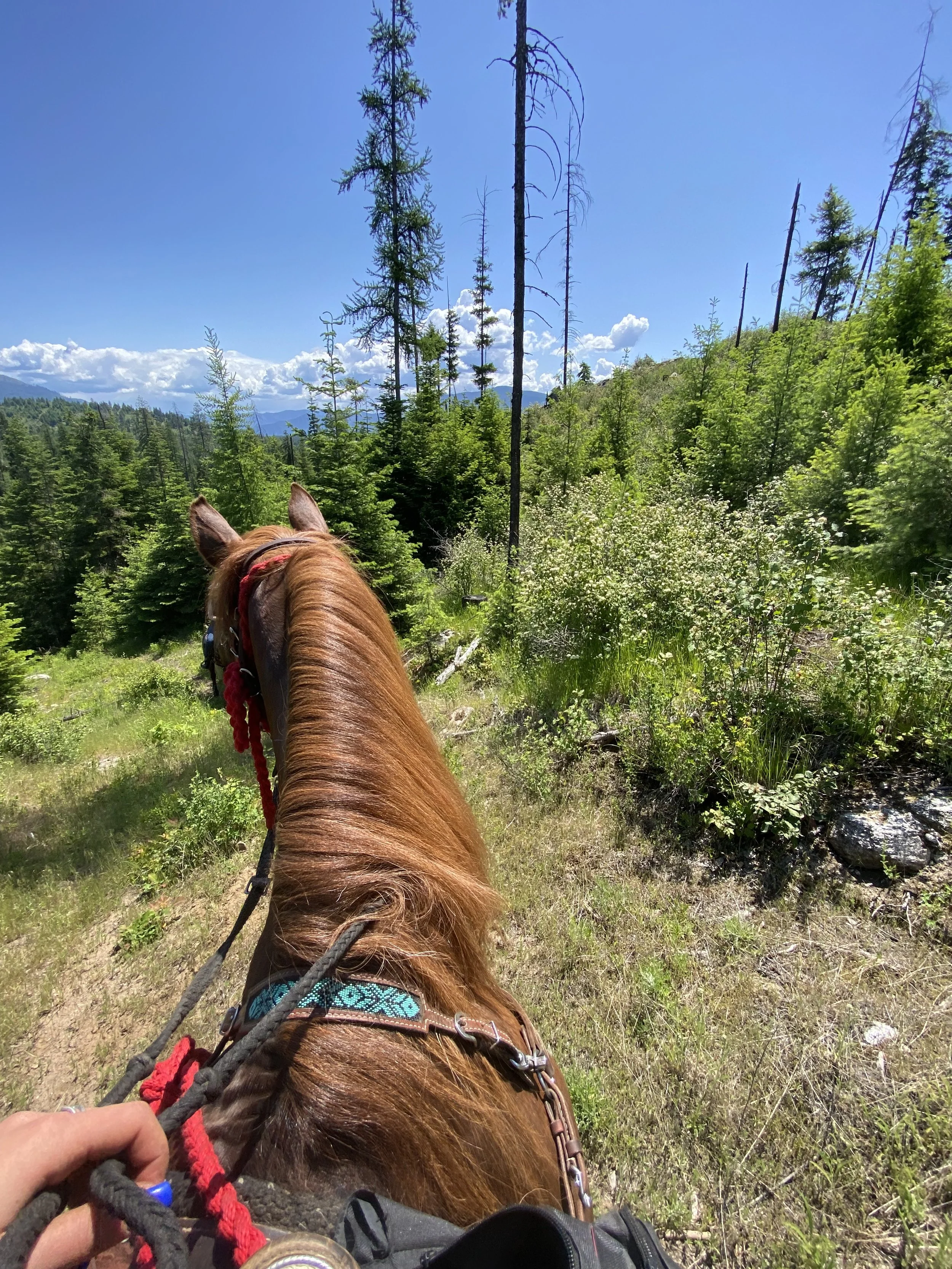 Photo Jun 04 2025, 11 55 28 AM.jpg