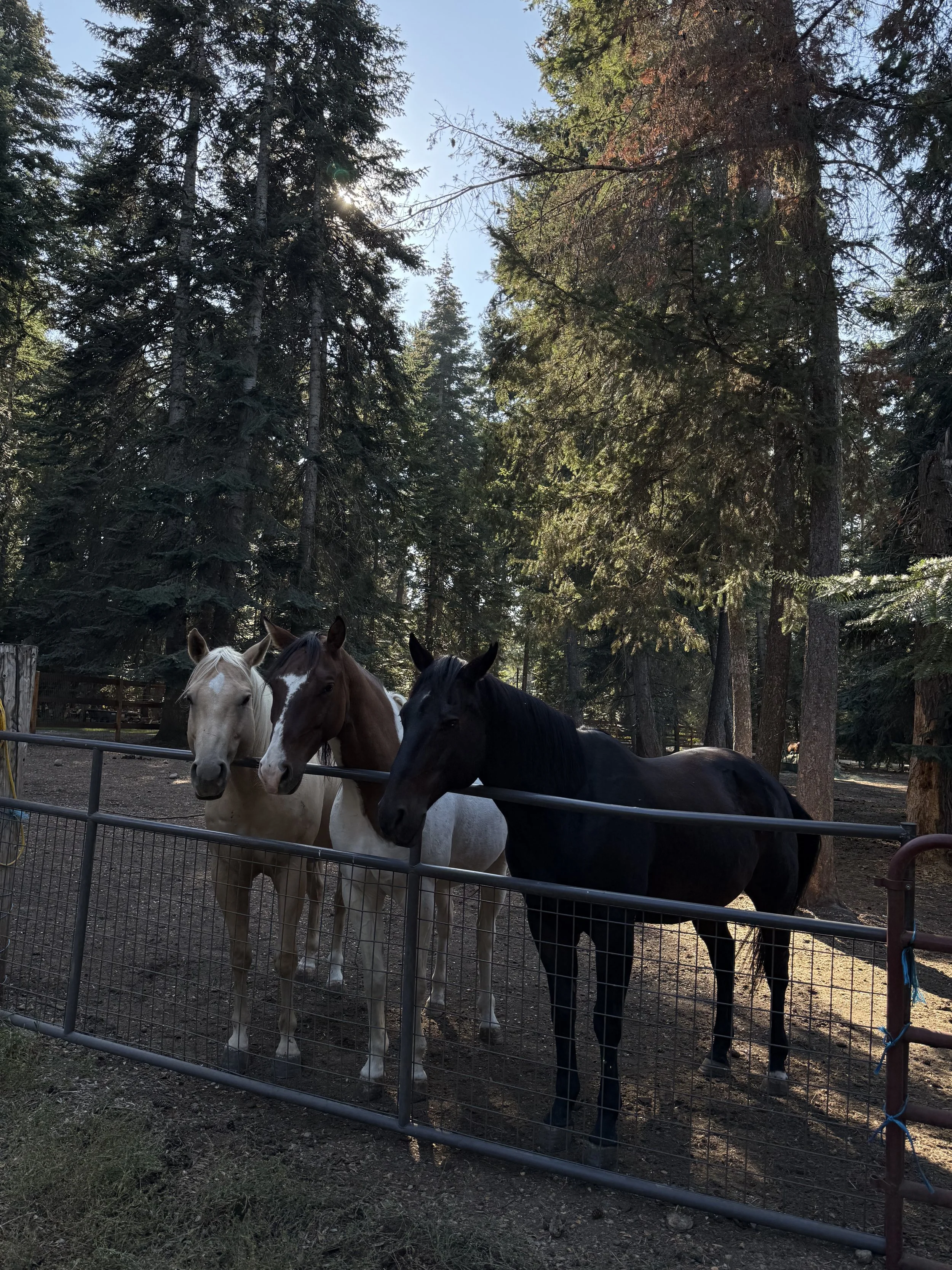 Photo Sep 17 2025, 3 29 09 PM.jpg