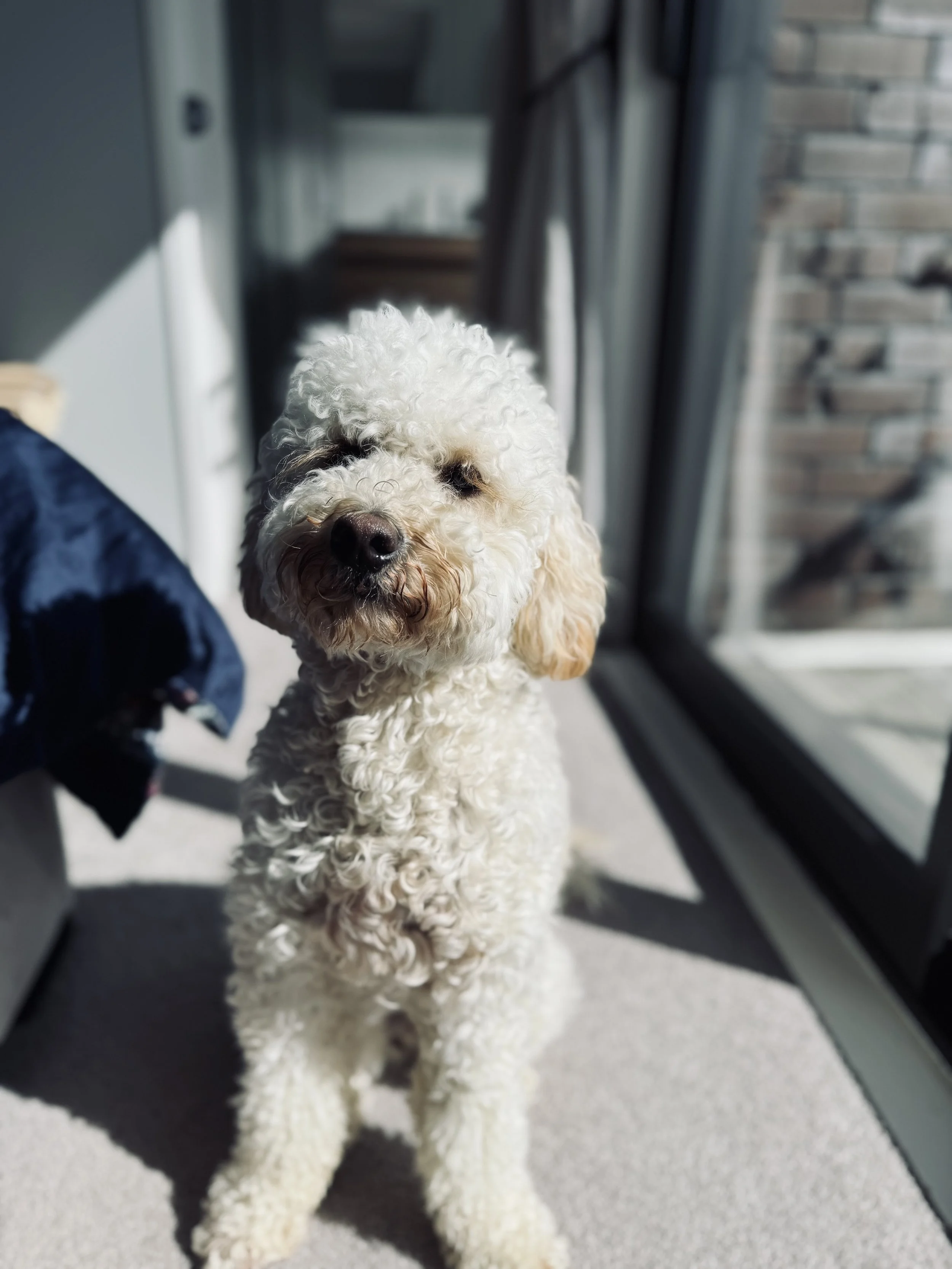Beano the Golden Doodle sitting in the sun
