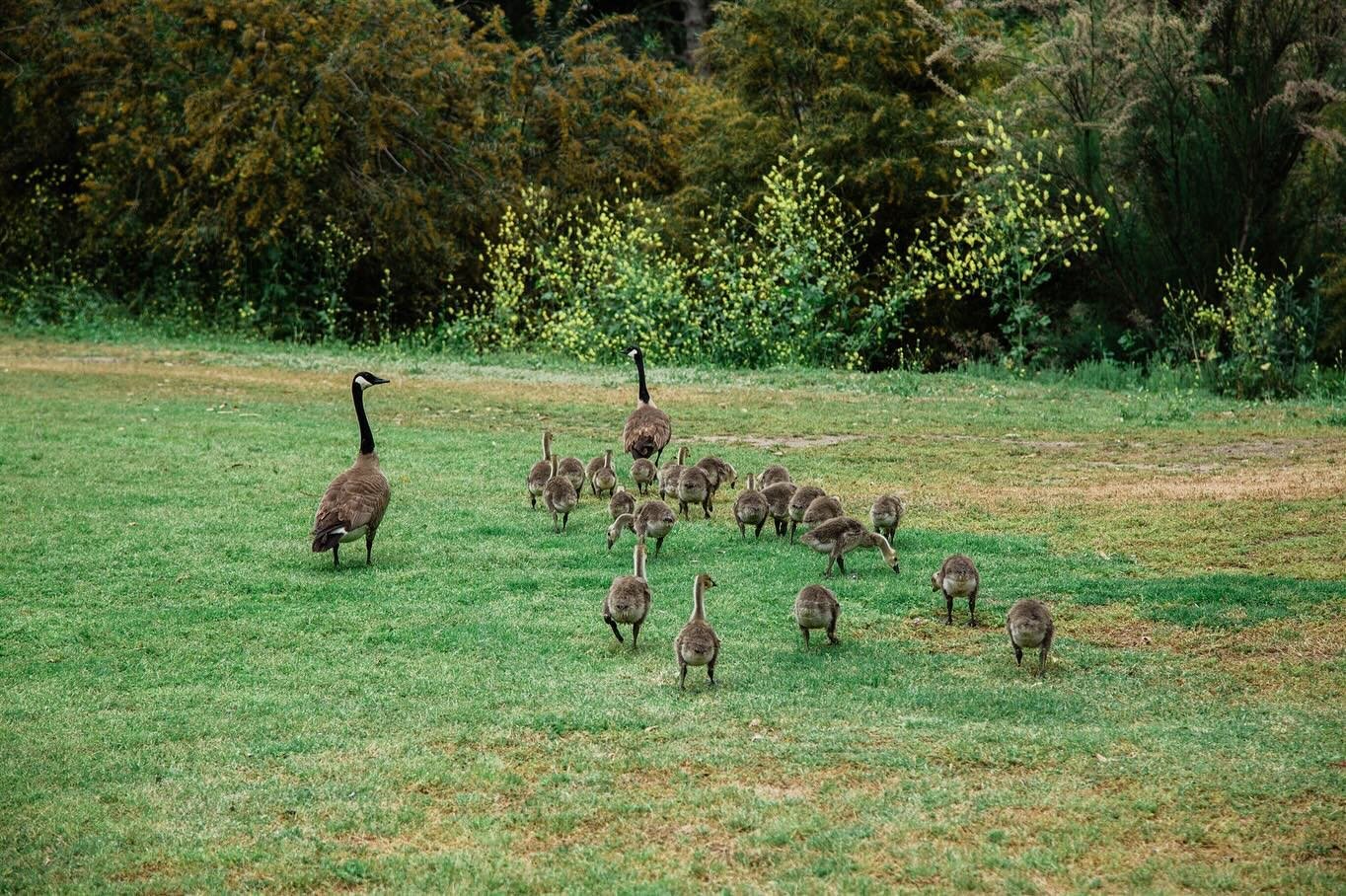 &lsquo;Tis the season for all the NATURE BABIES!! 😍 swipe to see a quick clip of these precious littles that ended up chasing me down 🤣 (not on video) #spring #babyseason #oc #lagunaniguel #ocphotographer