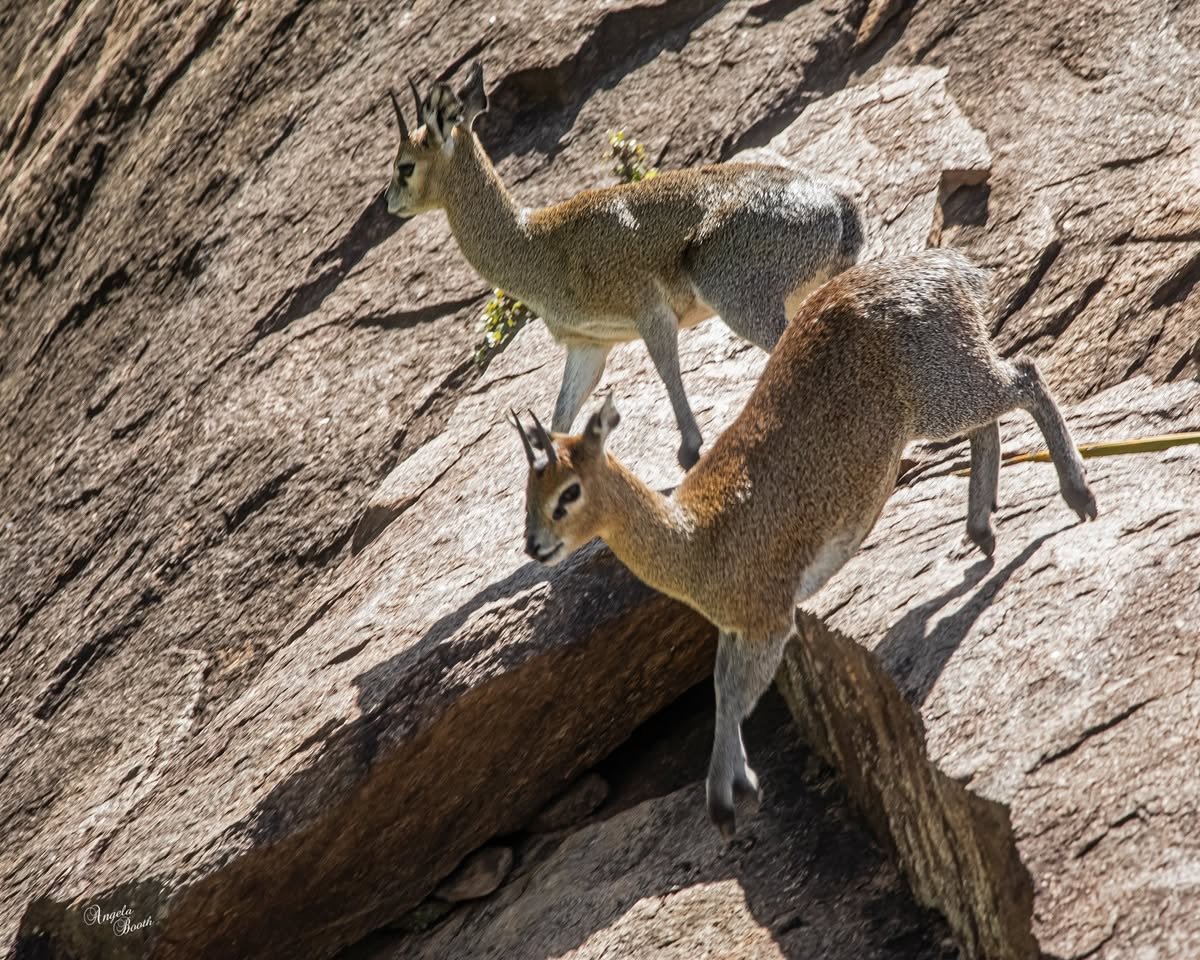 Klipspringers: The Tiny Rock-Hoppers with Spongy Superpowers