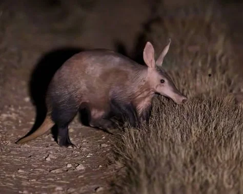 Ghosts of the African Night: The Elusive Aardvark