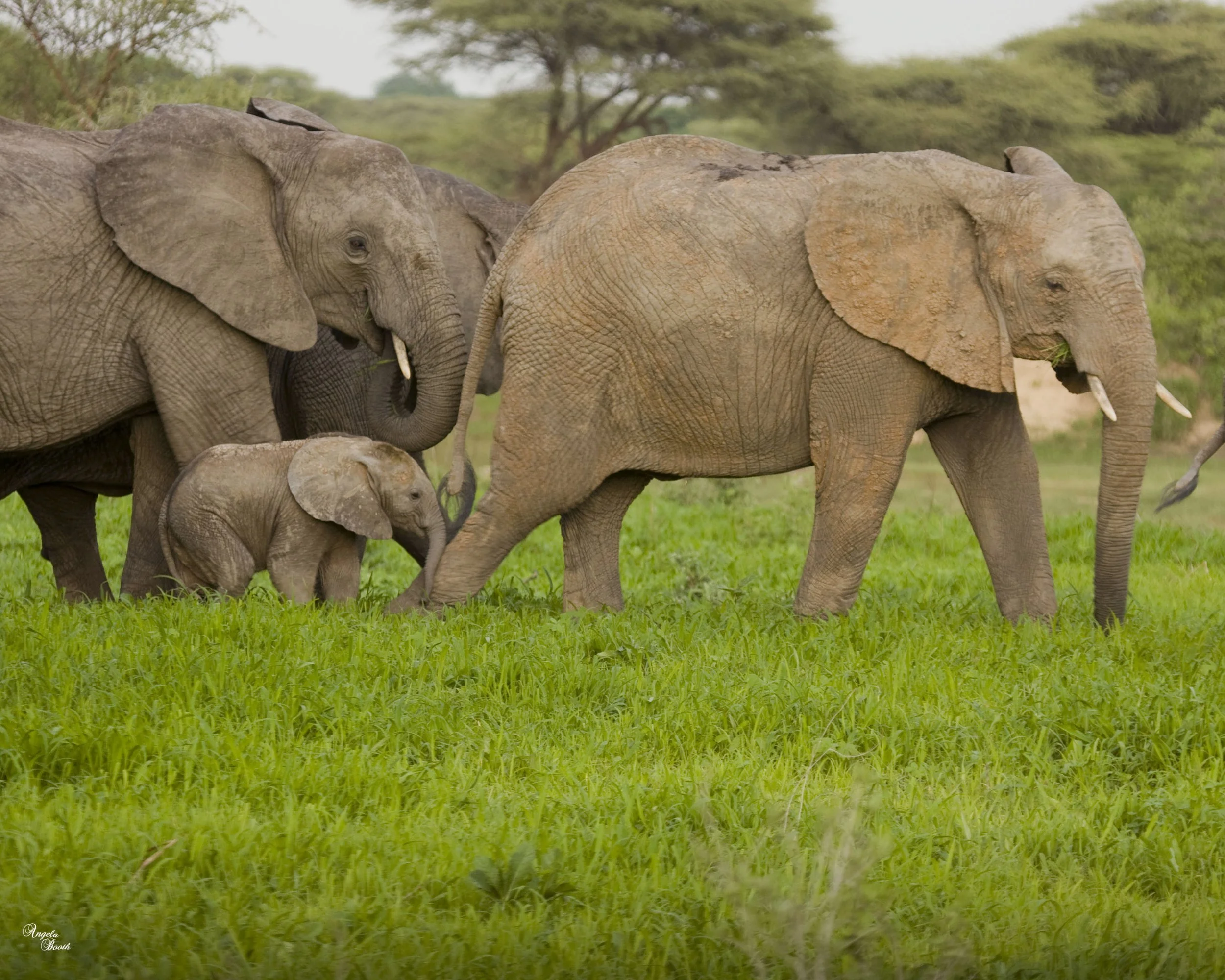 Green Season Safari in Tanzania