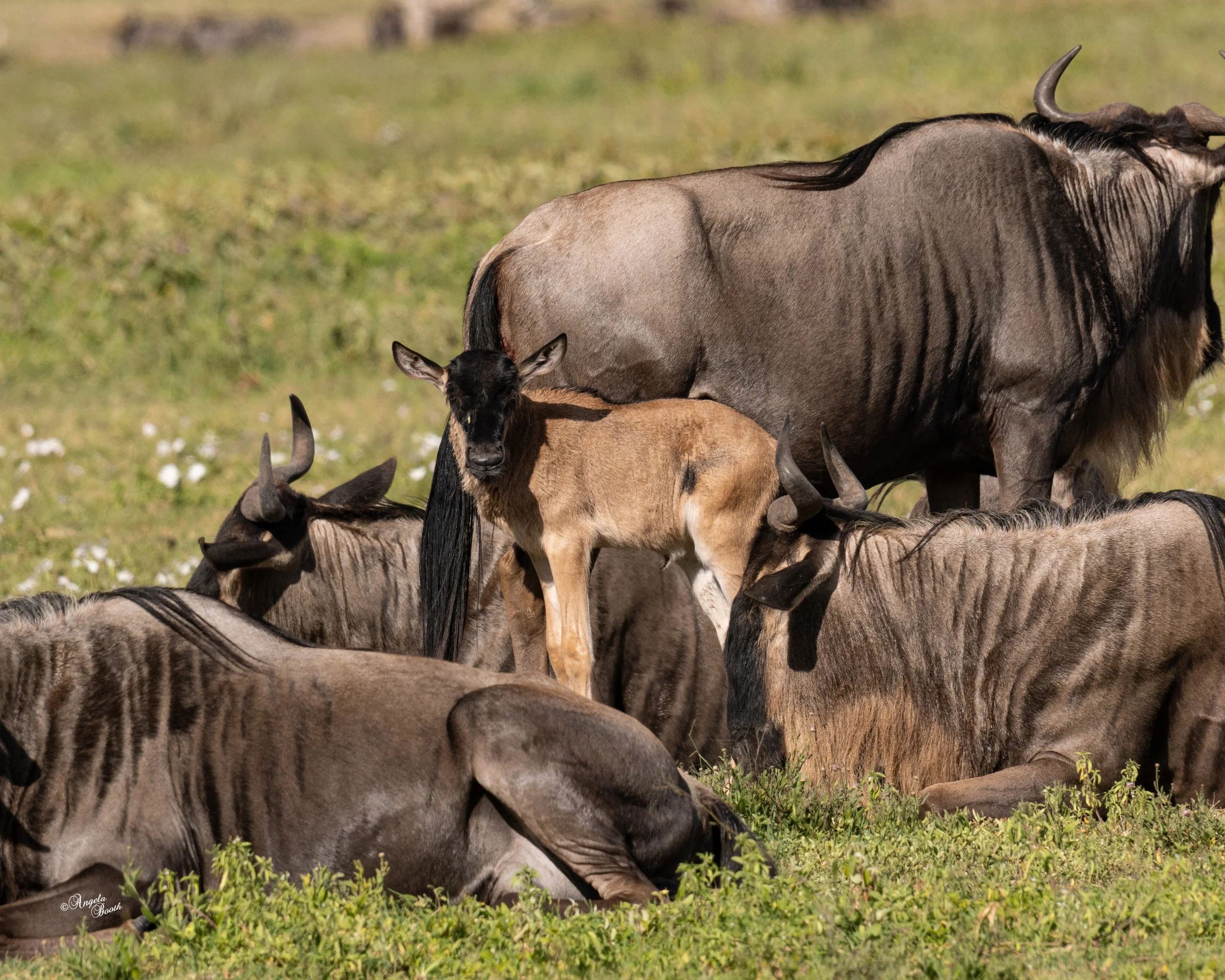 Listening is the Secret to a Deeper Safari Experience