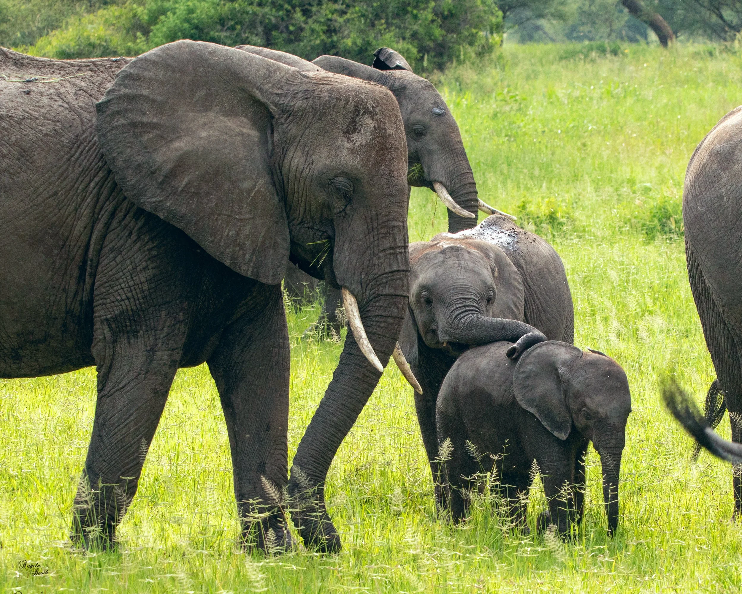 The Elephant’s Most Impressive Tool