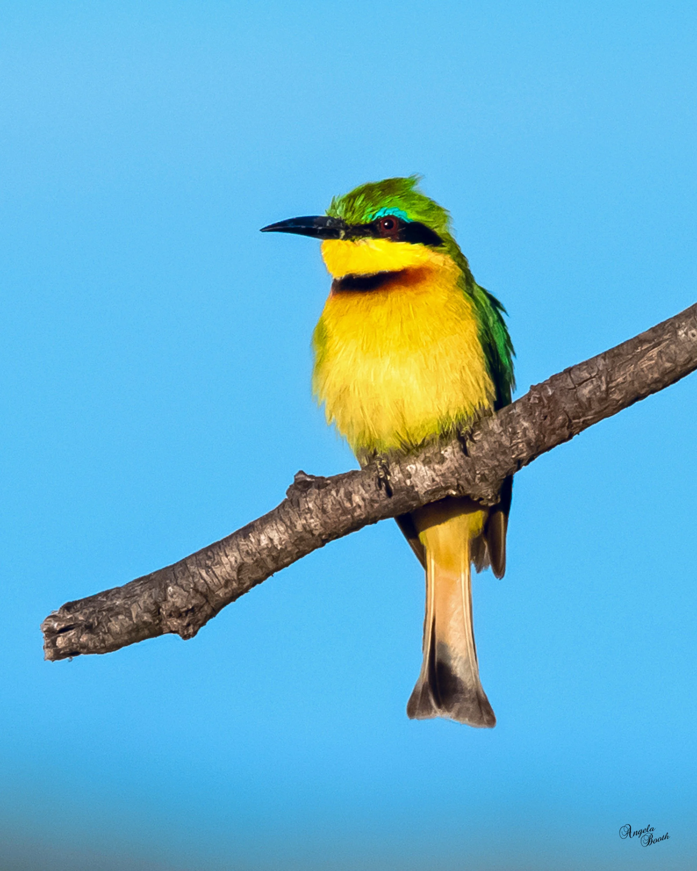 The Little Bee-Eater:  A Tiny Jewel of the African Bush