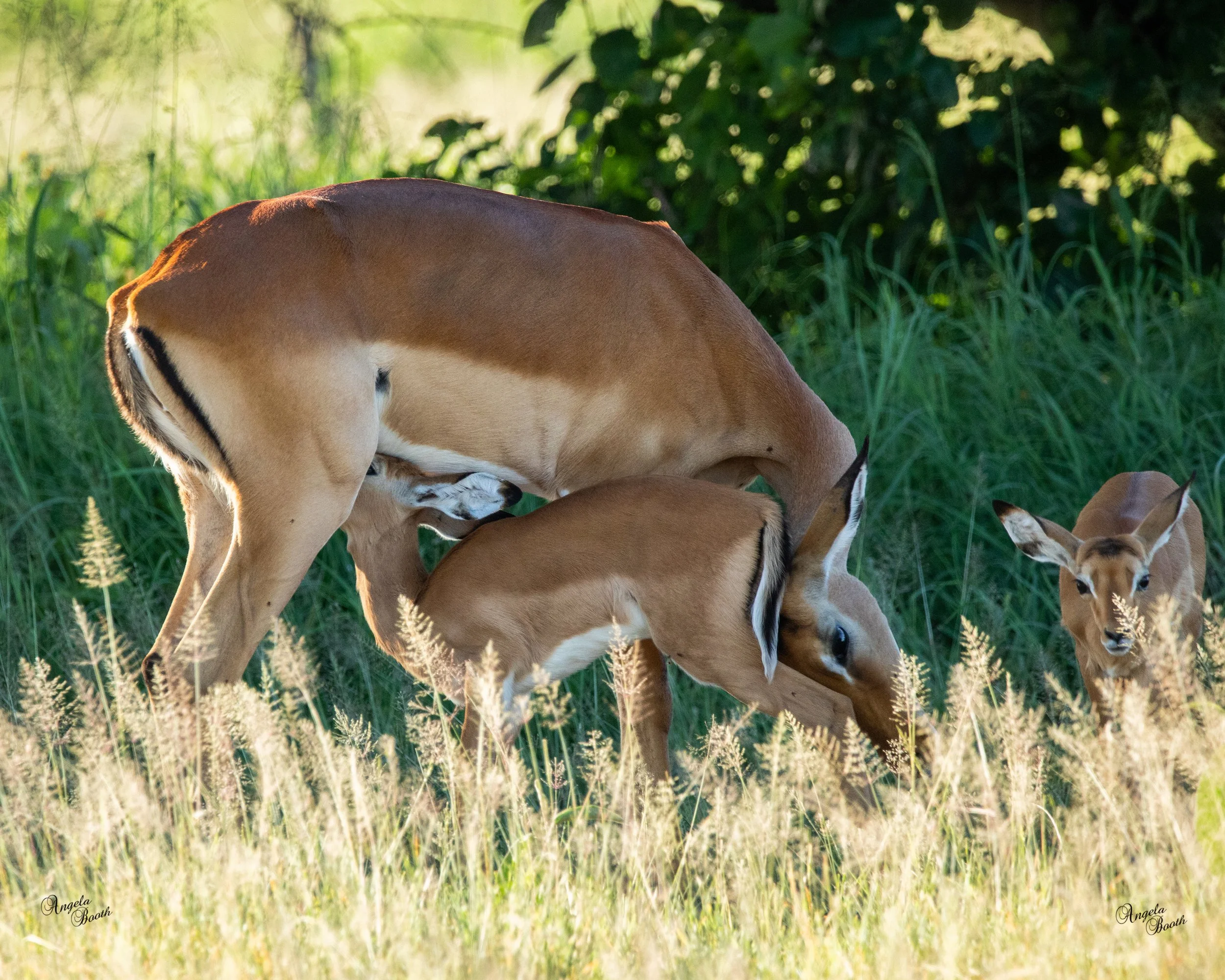 Life on the Edge: Understanding the Wild Life of Impalas