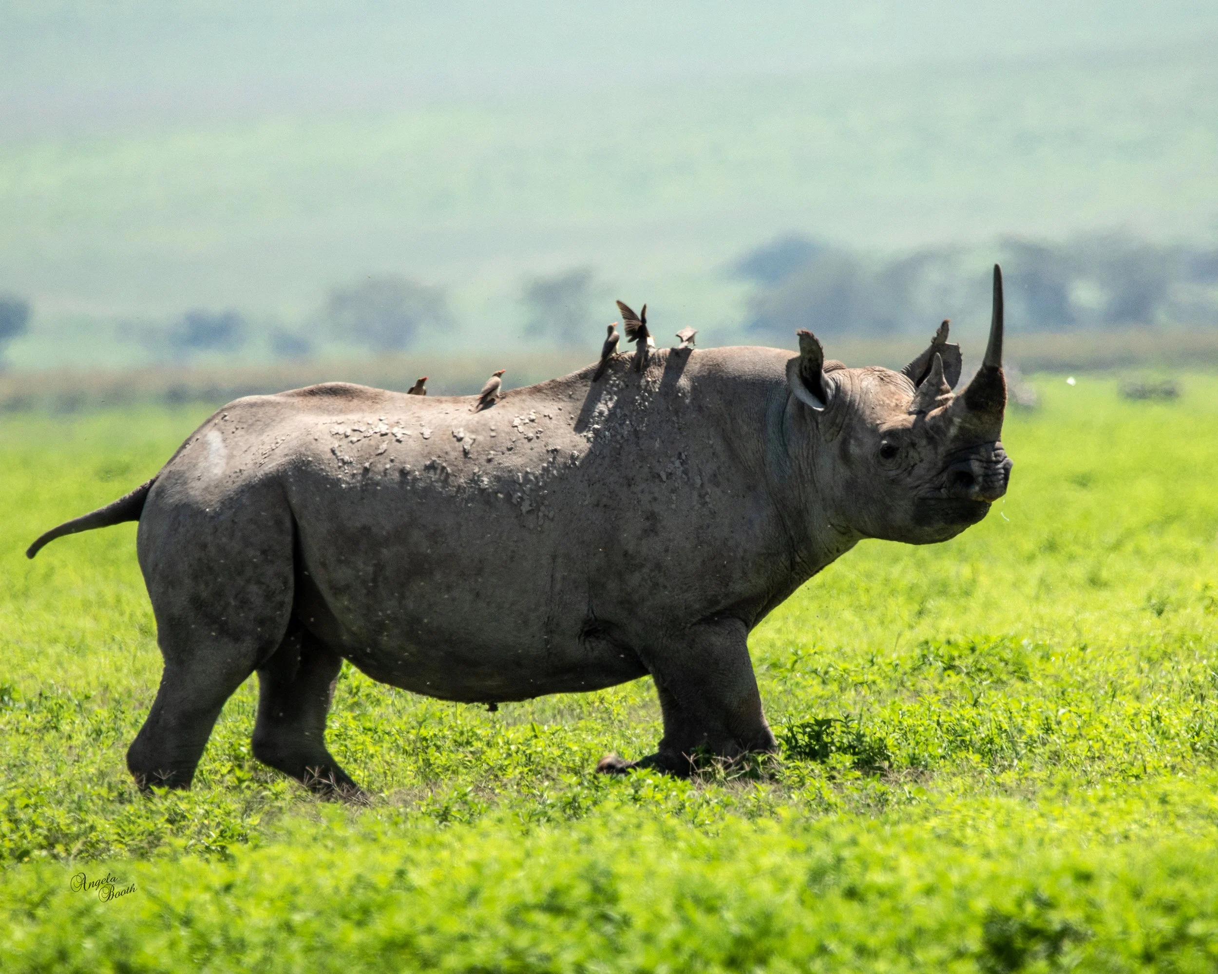 Guardians of a Vanishing Giant:  The Serengeti Rhino Project