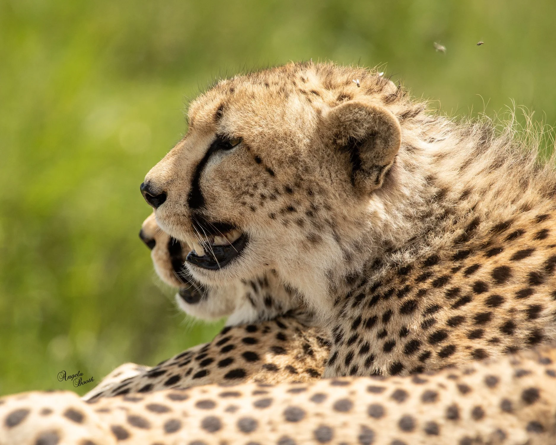 Raising Ghosts of the Grass:  A Mother Cheetah in the Serengeti