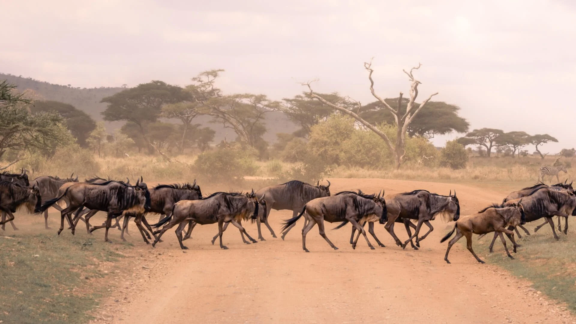 July Across Africa: The Dry Season Finds Its Rhythm