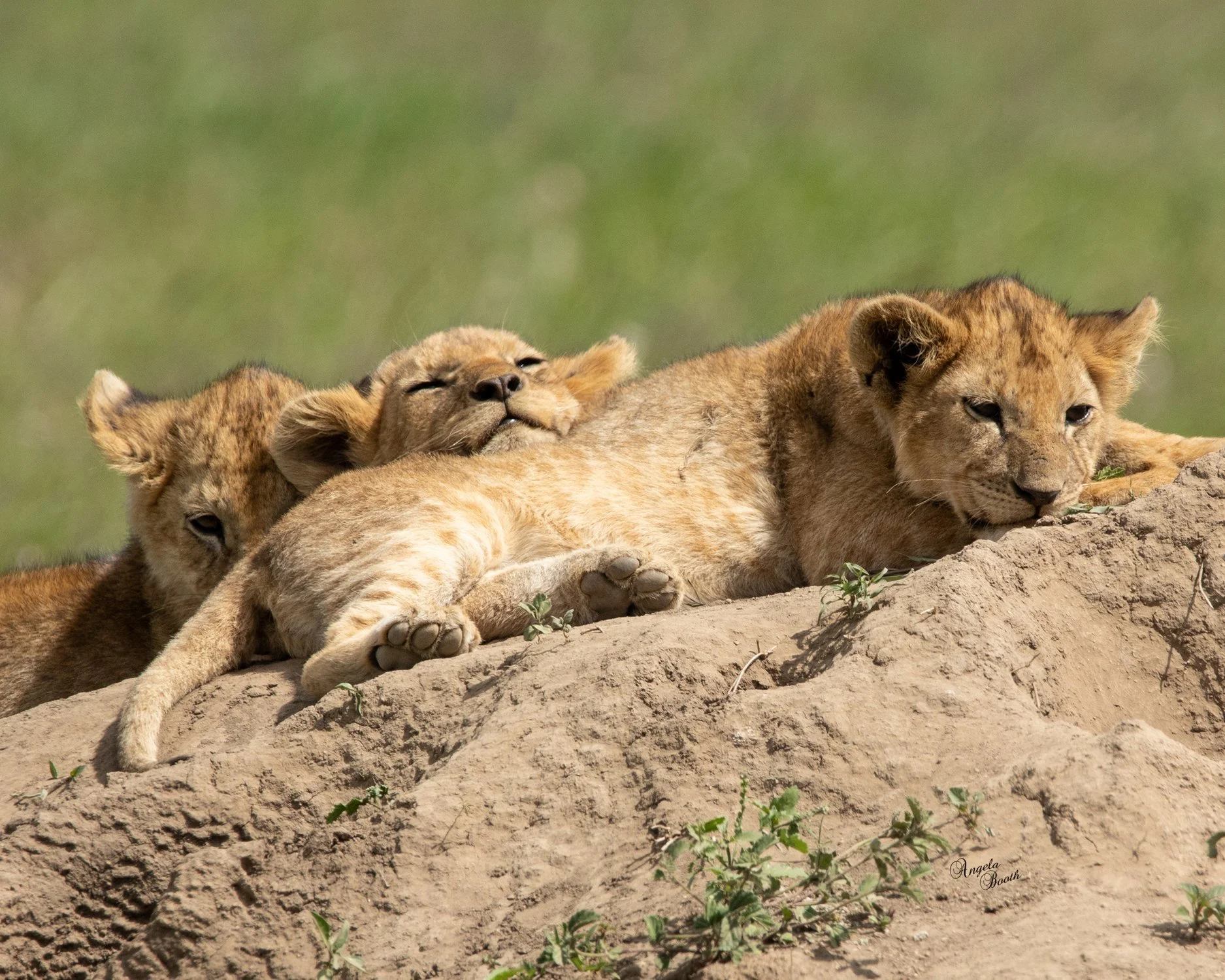 The Safari Journal/July 2026