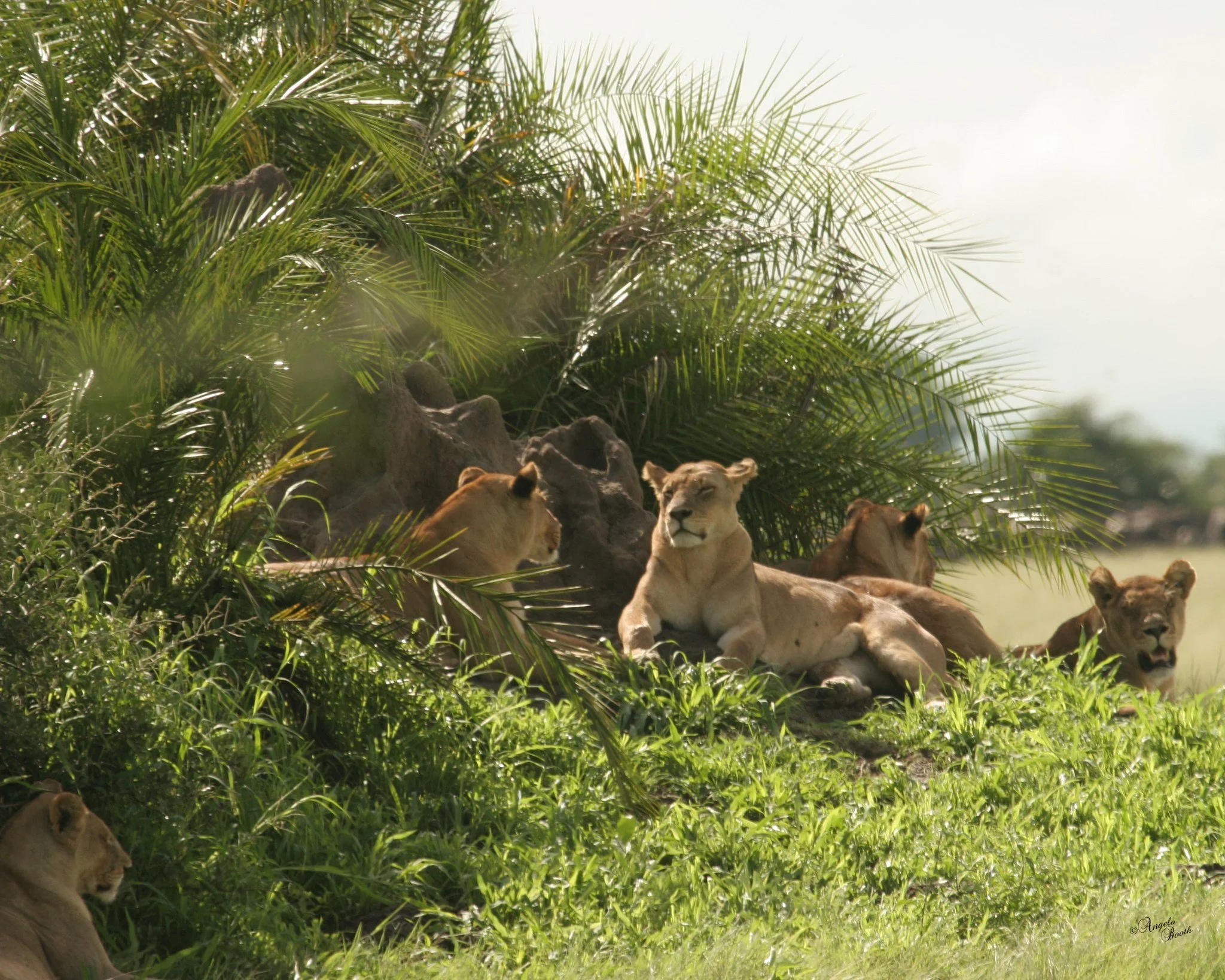 The Safari Journal August 2026