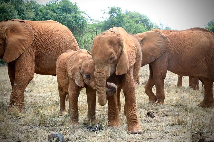 From Orphan to Wild: Celebrating Elephants on World Elephant Day