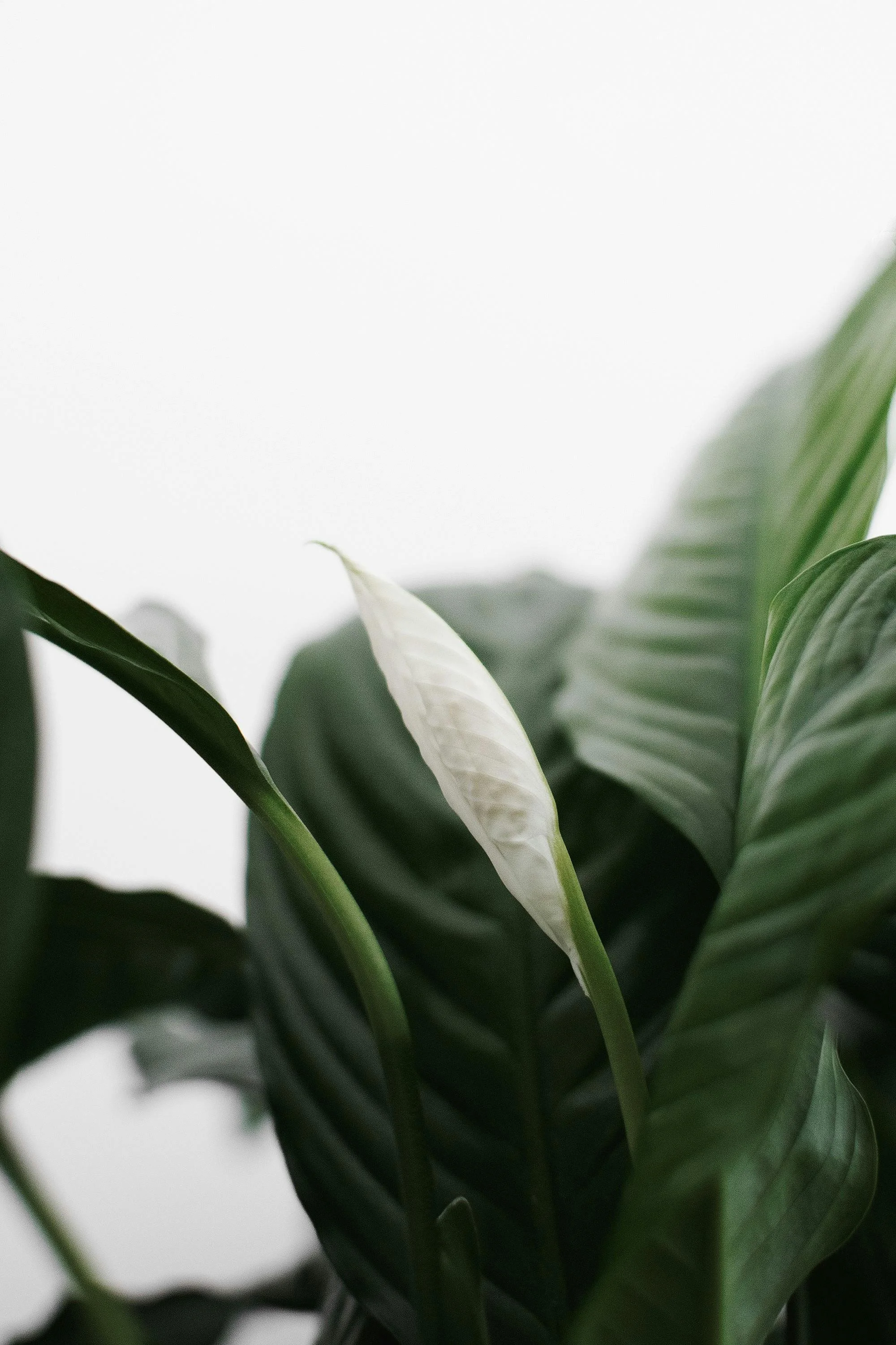 Photo features a leafy green house plant | Compassionate and Neurodiversity-affirming therapy for Autism, ADHD, and more in Seattle & Bothell | 98109 | 98011