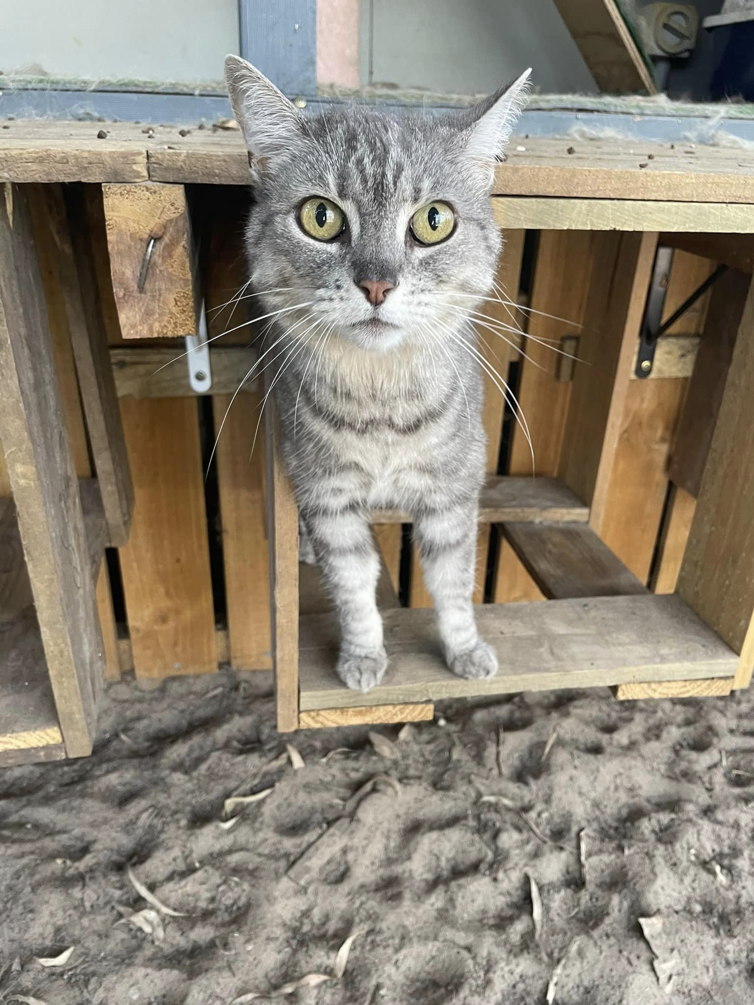 Cat.jpg