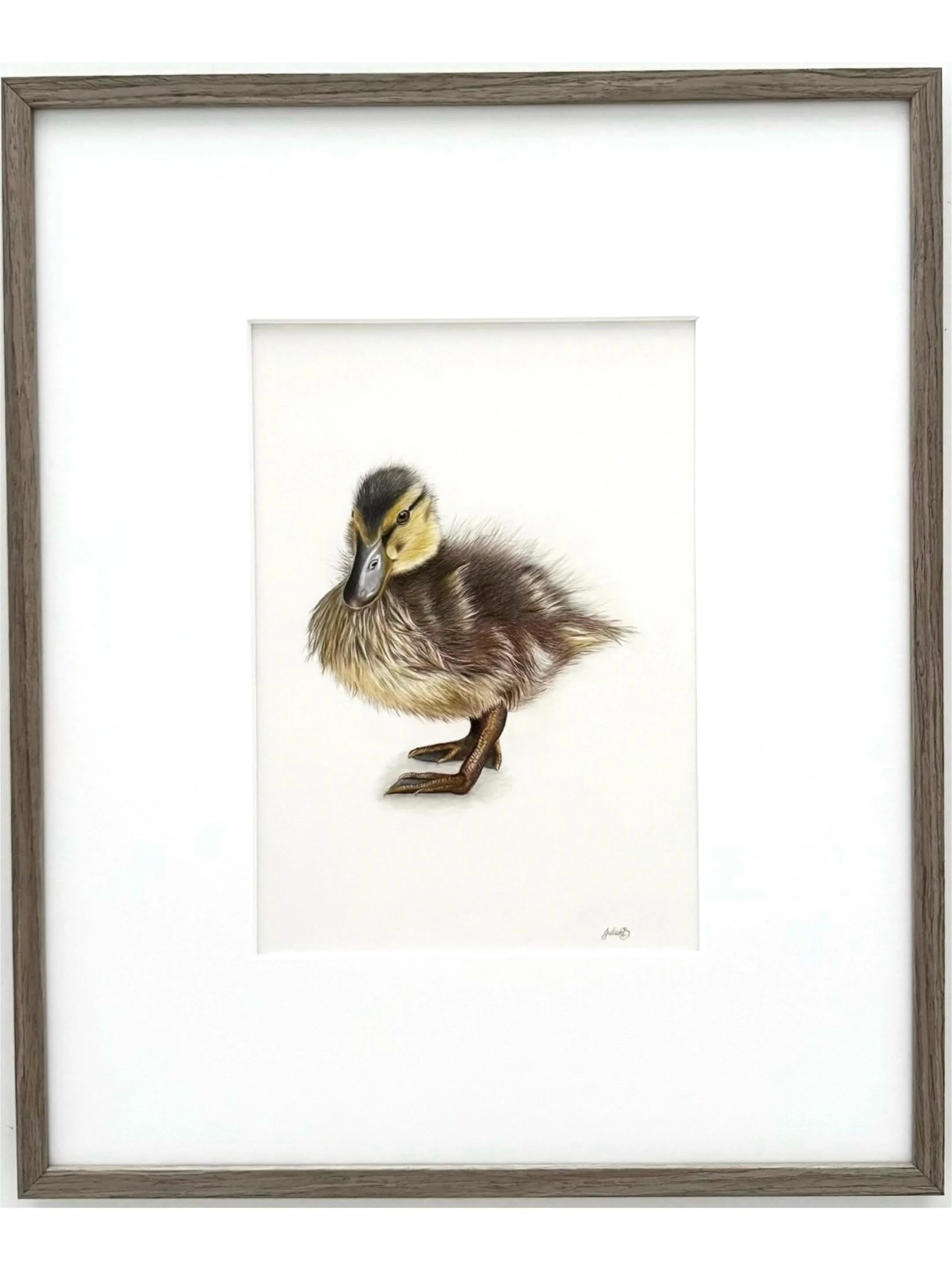 &ldquo;Splash&rdquo; framed size 50cm(h) x 41.5cm(w)
All archival, coloured pencils on Grafix Drafting Film - available now though my Bio or DM please ☺️

#colouredpencilartist #duckling #duckart #animalportraits #realismart