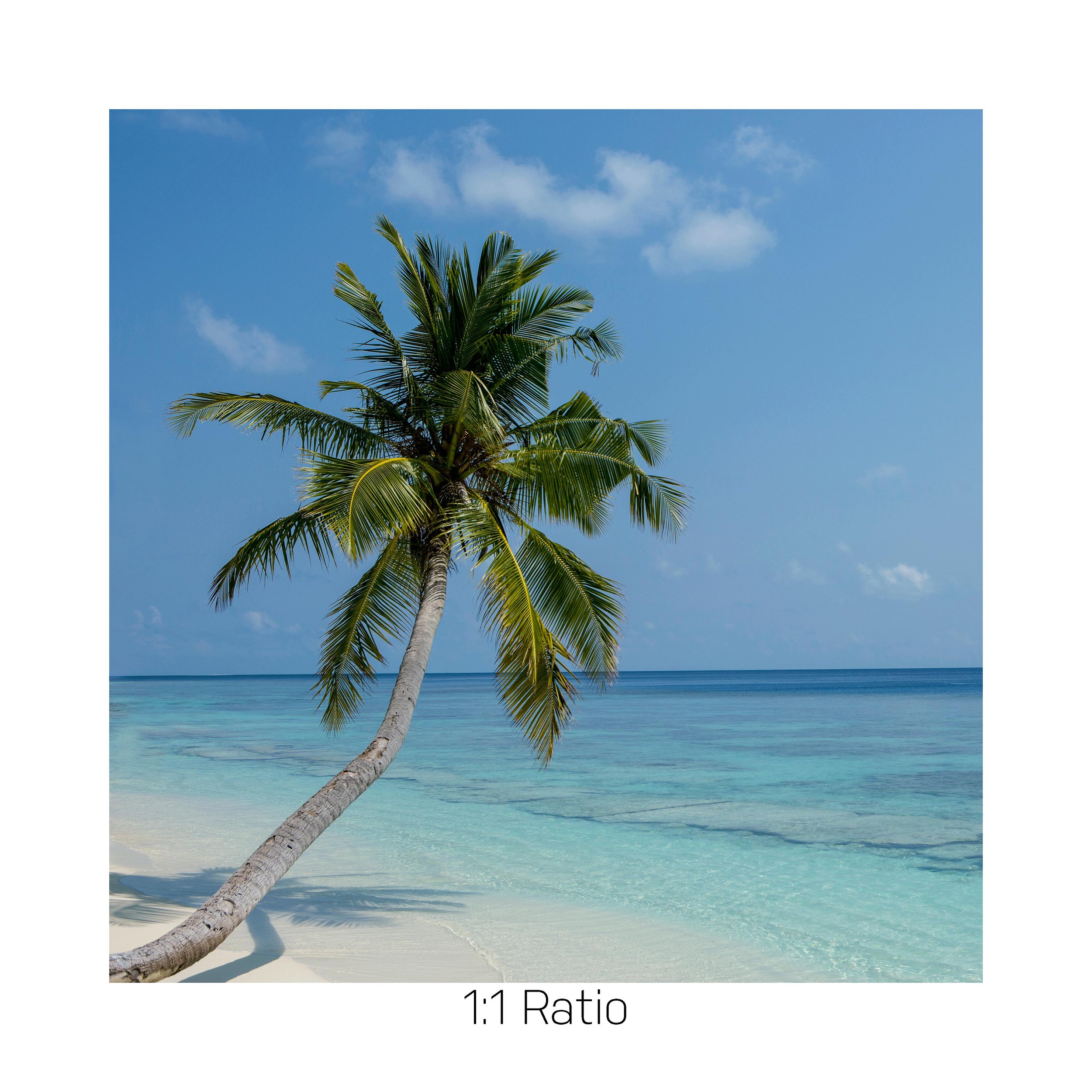 PicturePerfect-12x12.jpg