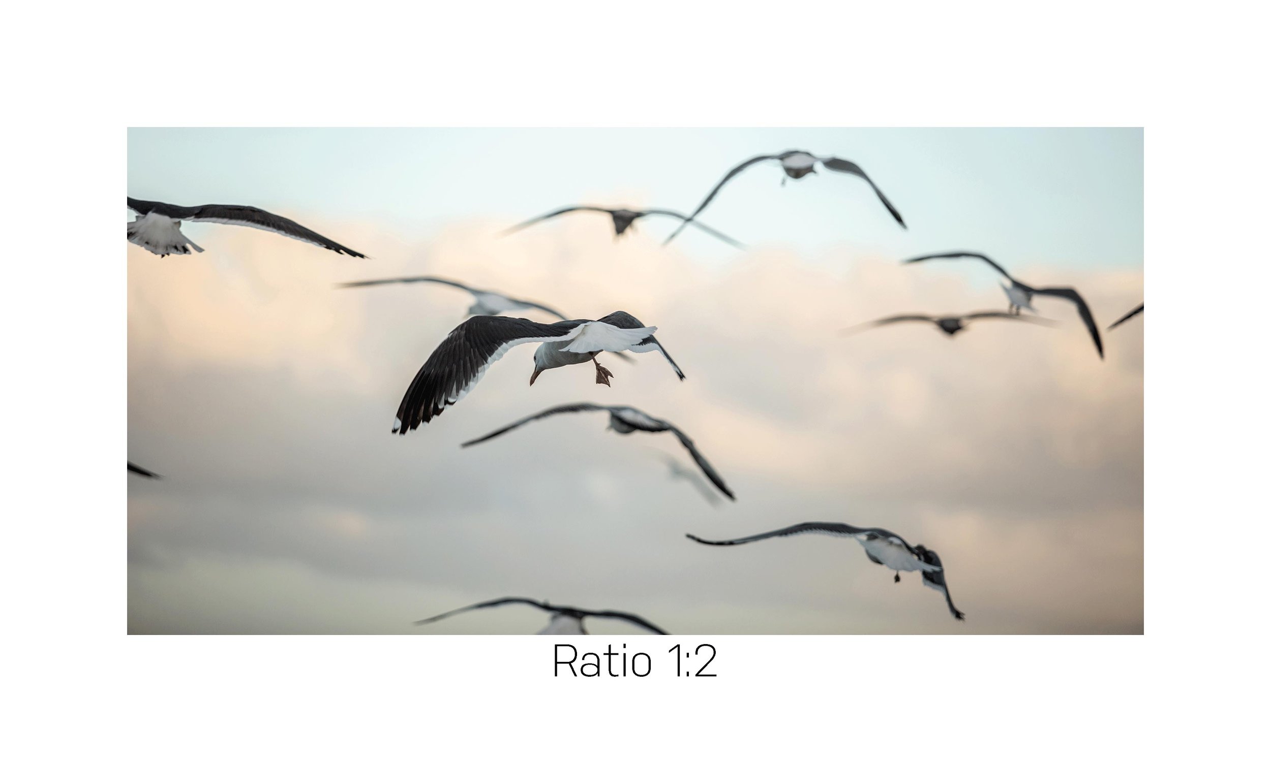 MoonlightFlock-12x24.jpg