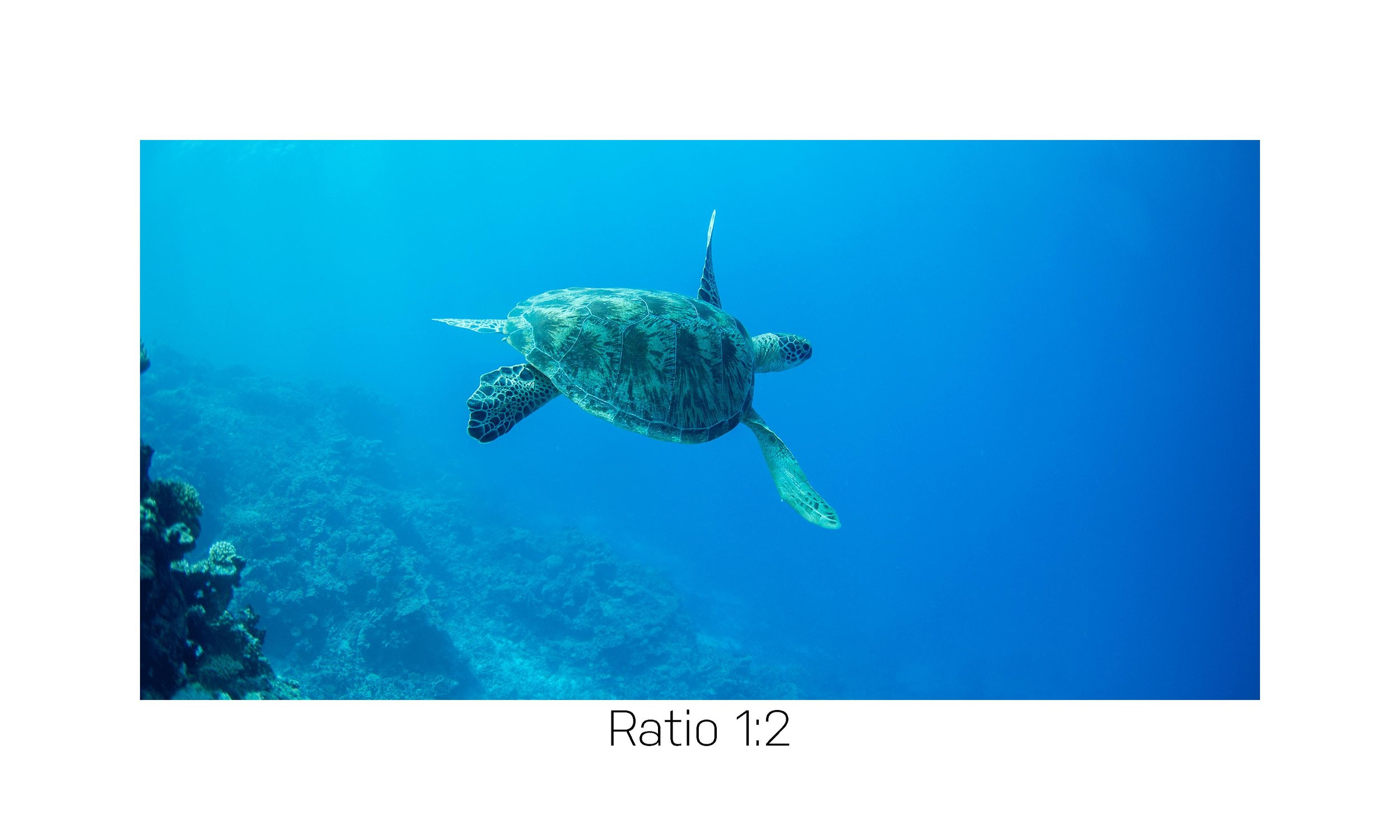 TurtleTurtle-12x24.jpg
