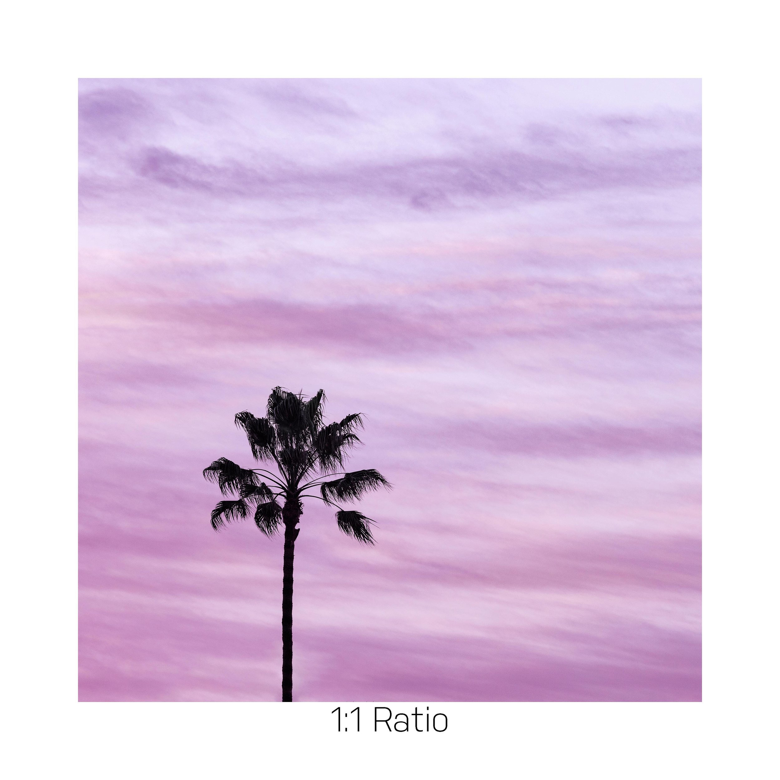 PurplePalm-12x12.jpg