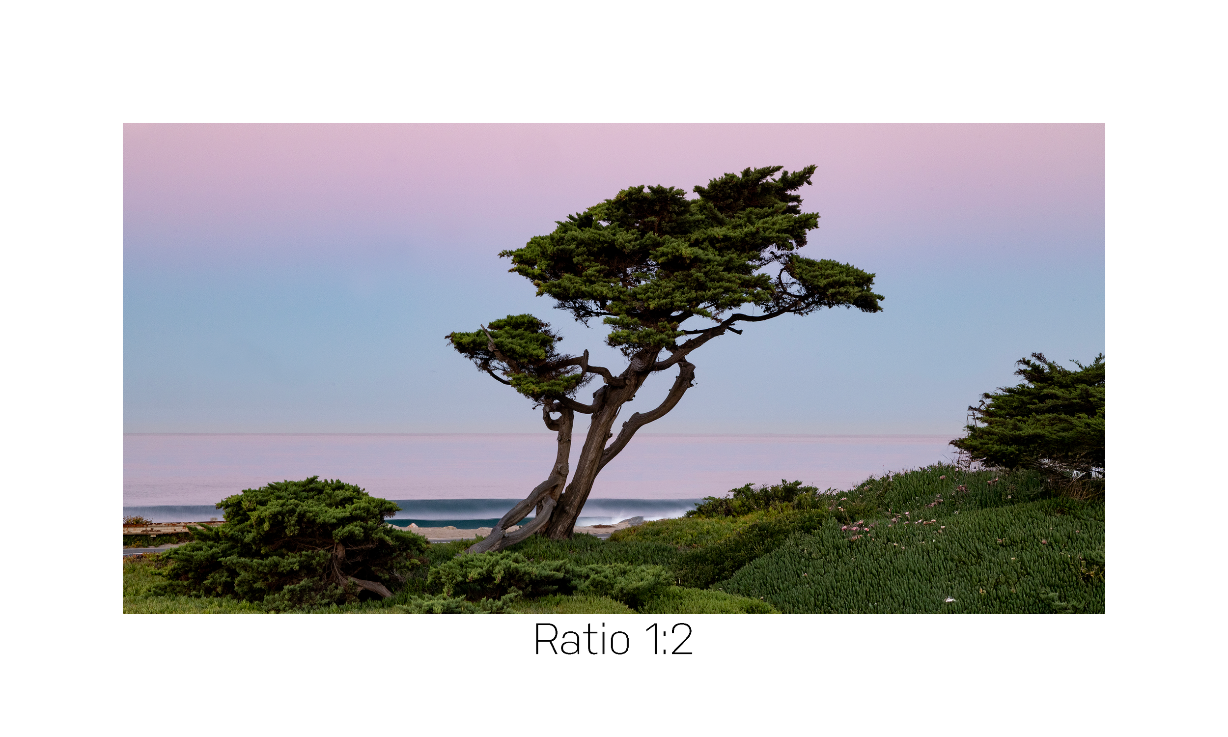 Purple PCH-12x24.png