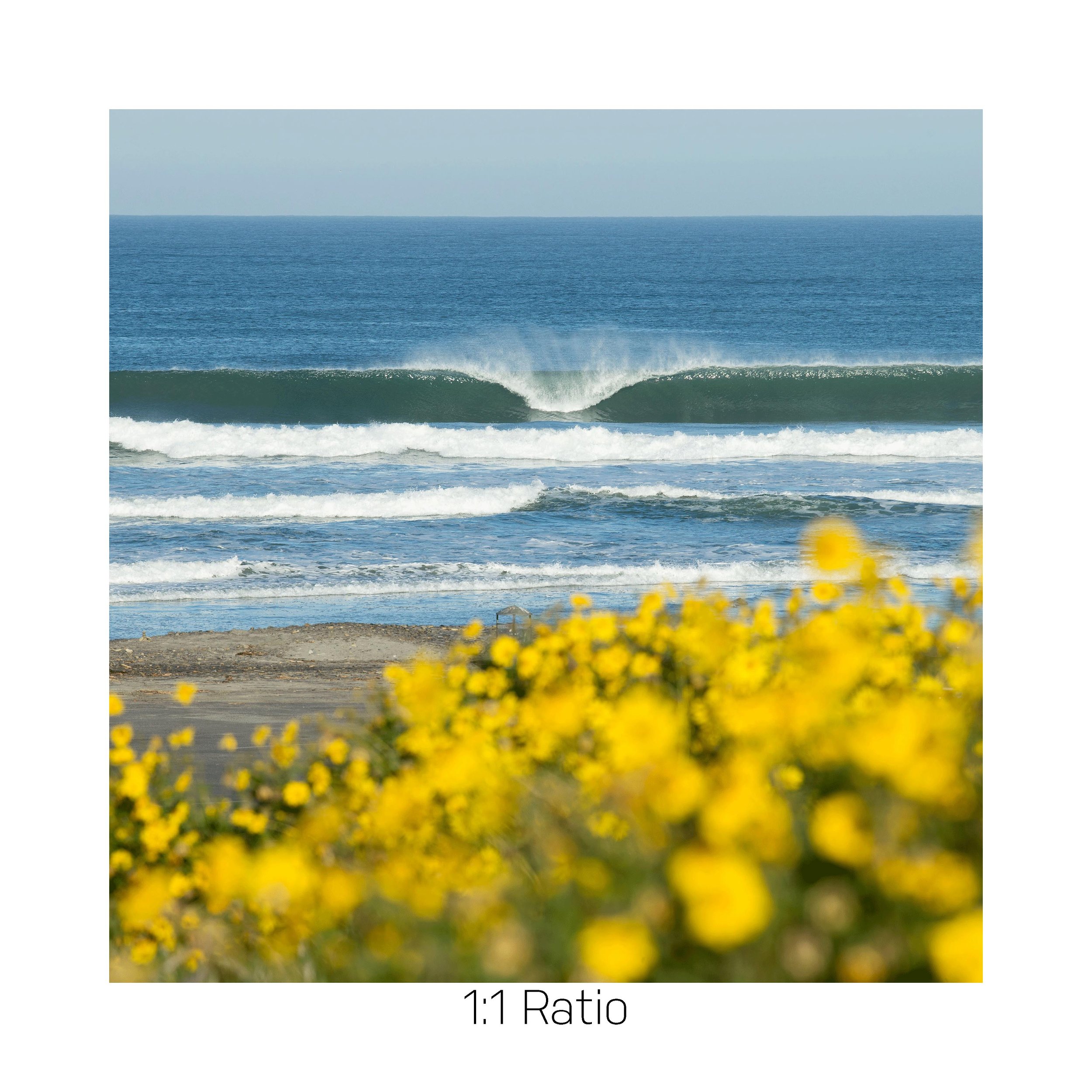 SuperBloom-12x12.jpg