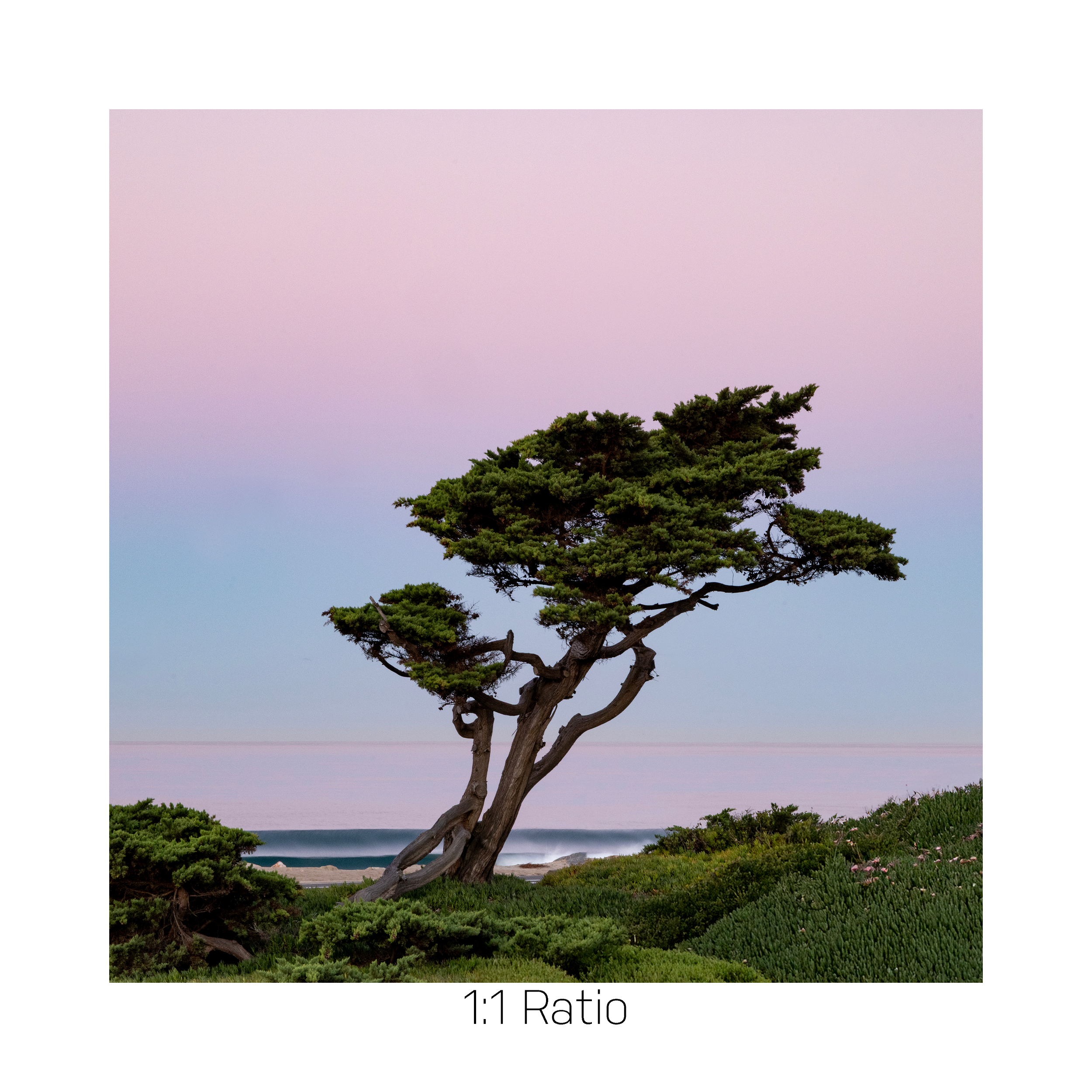 PCHTree-2-12x12.png