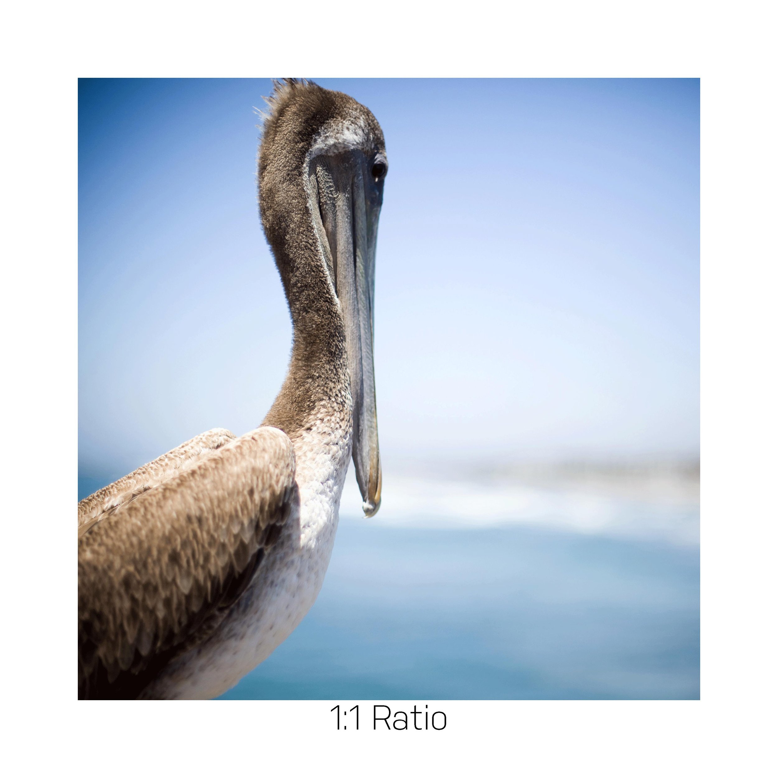 Pelicano_12x12.jpg