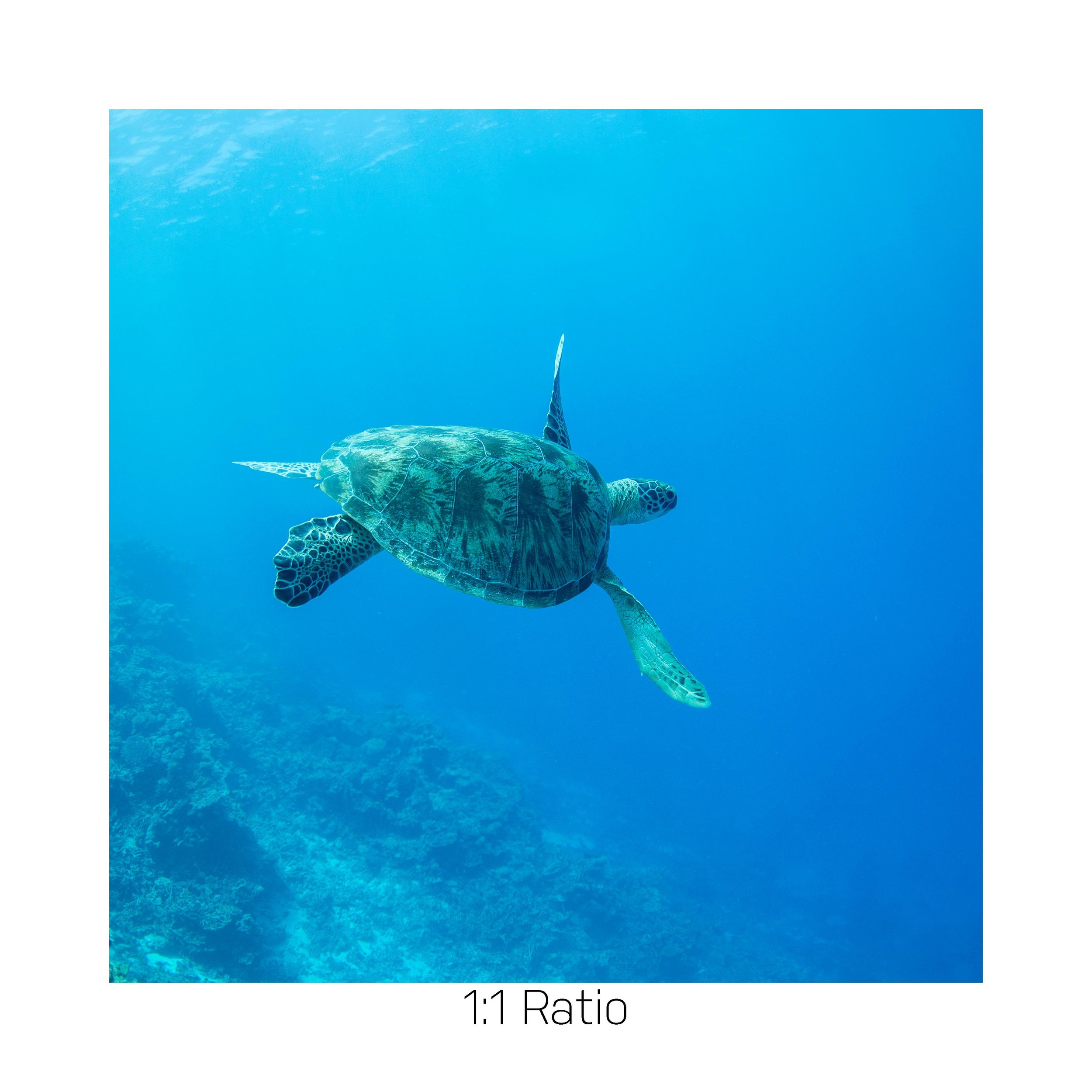 TurtleTurtle-12x12.jpg