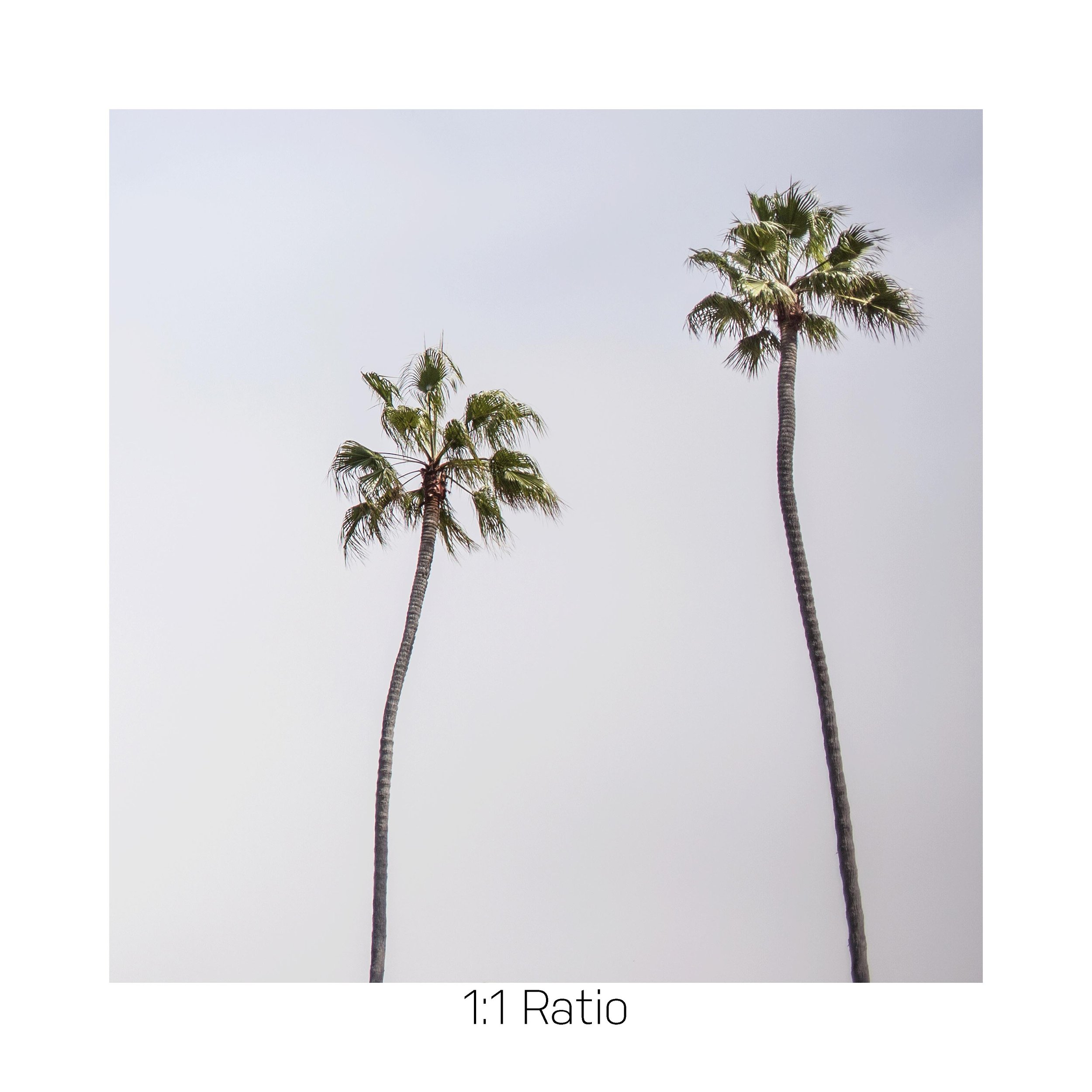 CaliPalm-12x12-.jpg